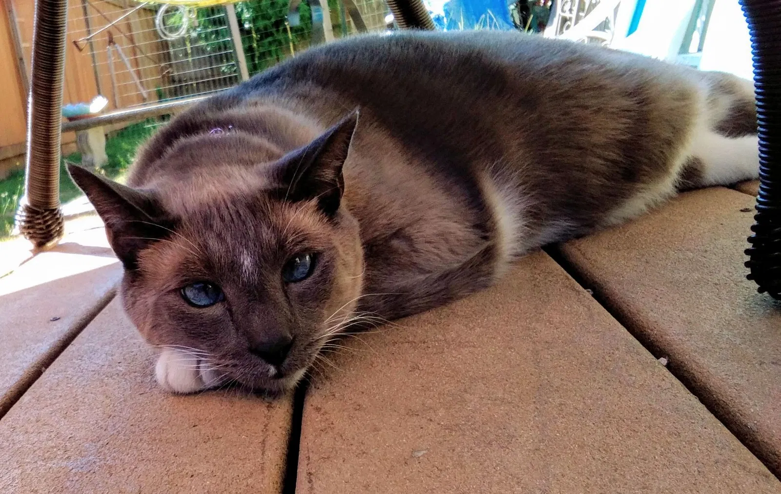Lost cat in Olympia, WA, 98502