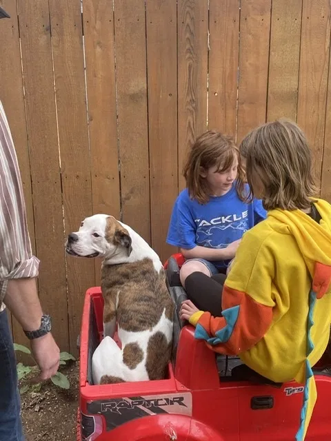 Lost dog in Loveland, CO, 80537