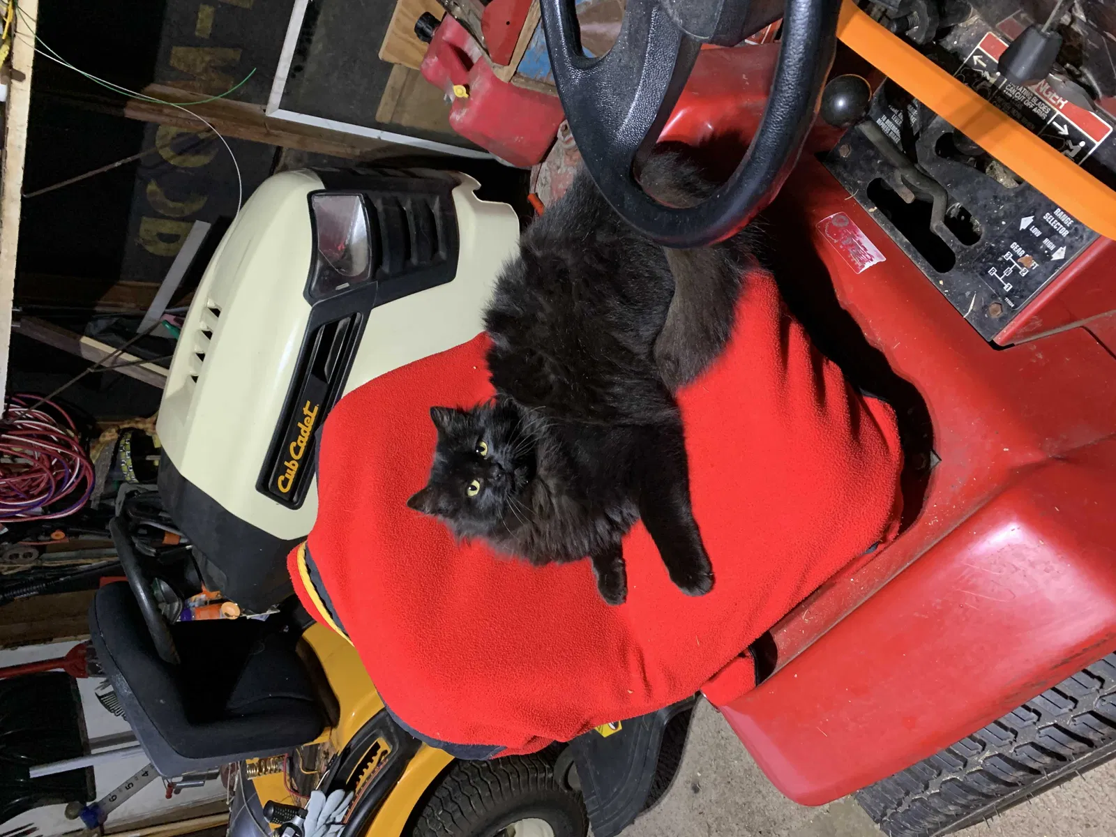 Lost cat in Homer Glen, IL, 60491