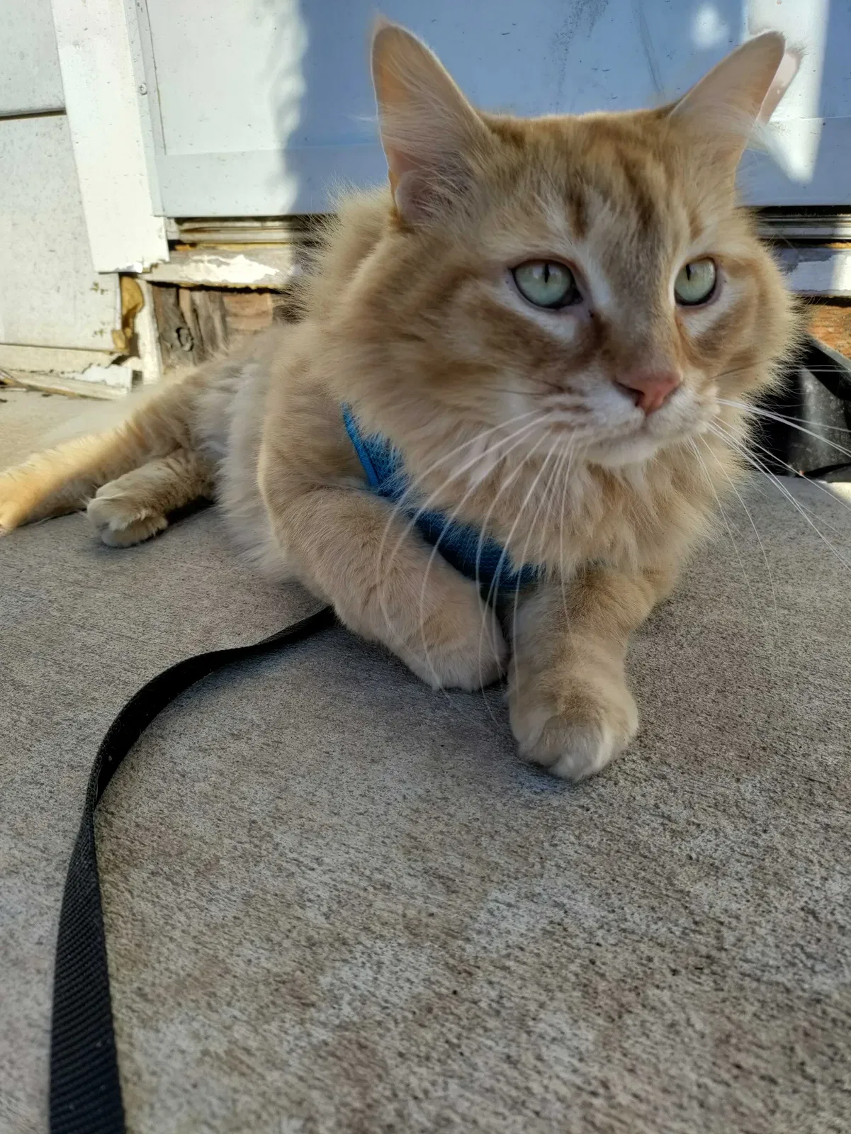 Lost cat in New Haven, CT, 6513