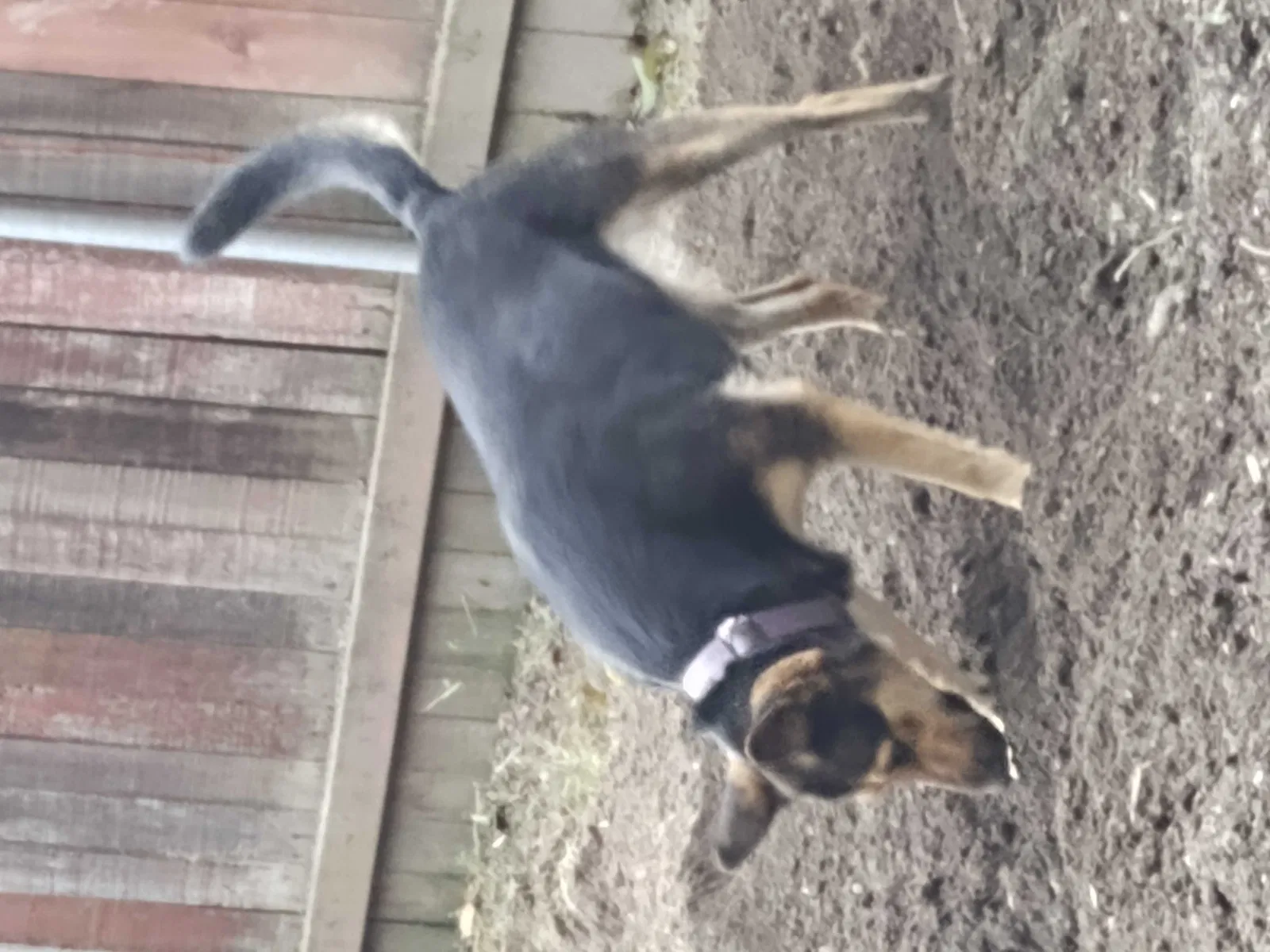 Lost dog in West Sacramento, CA, 95691