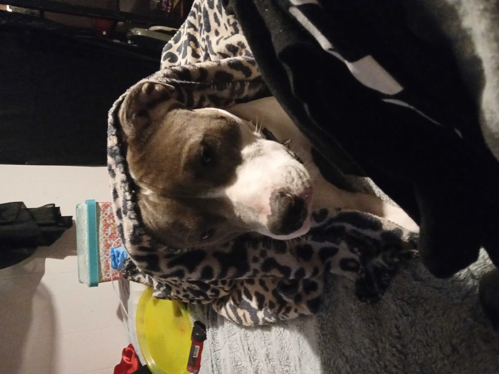 Lost dog in Puyallup, WA, 98375
