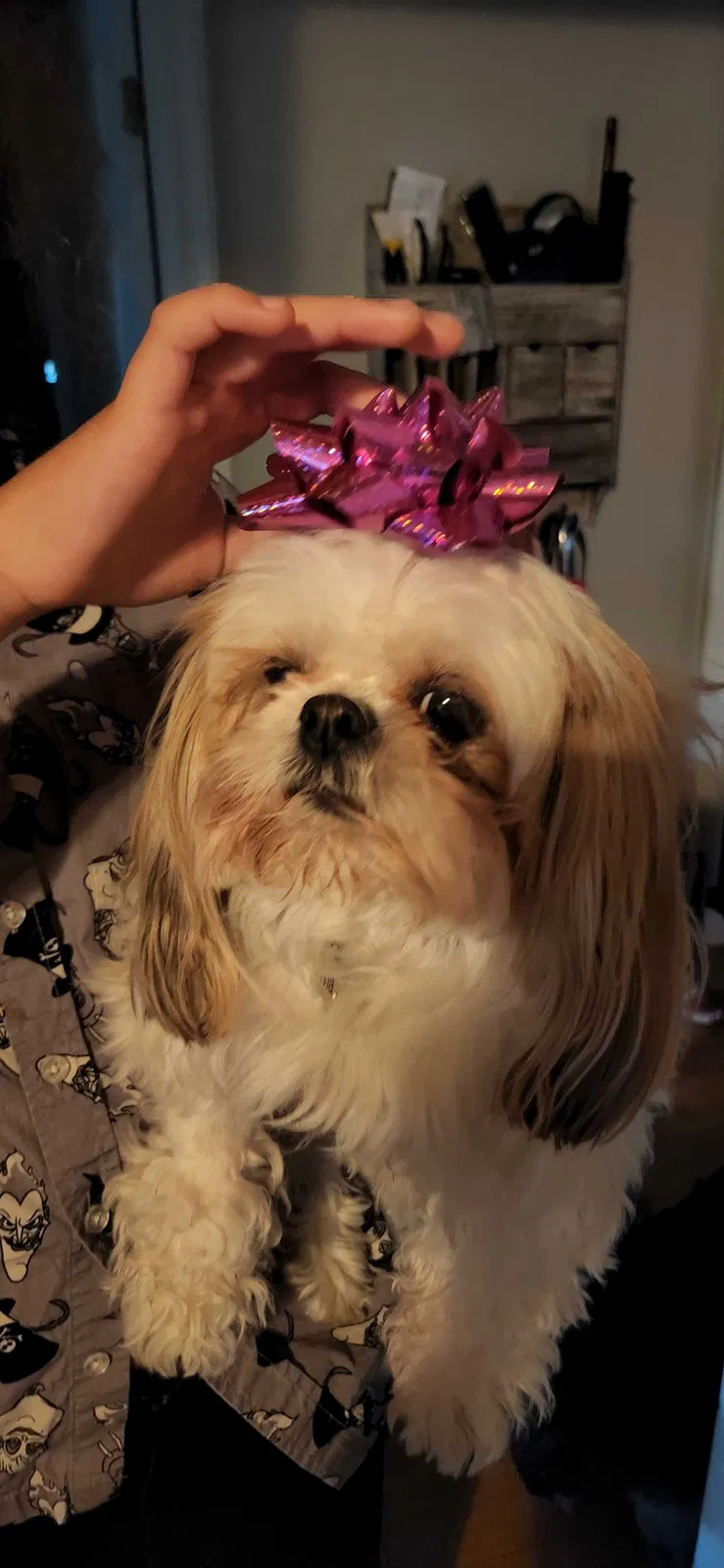Lost dog in Northridge, CA, 91325