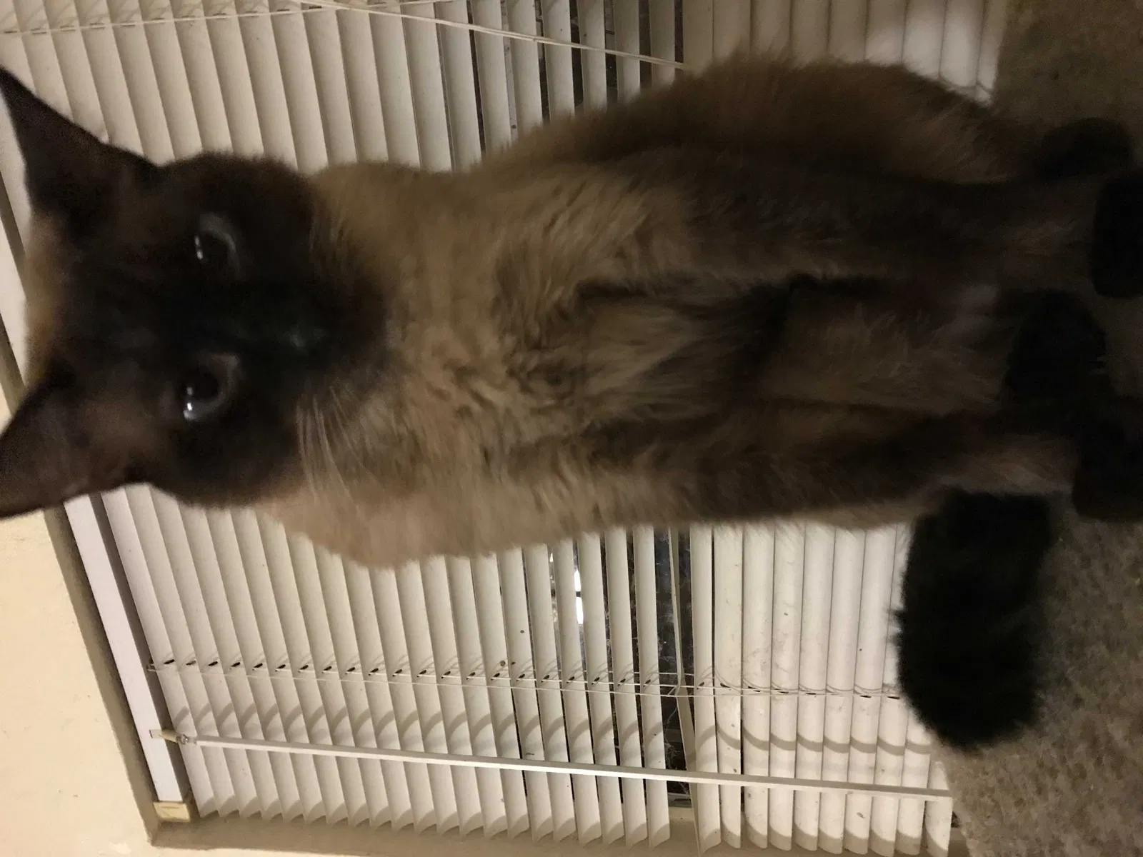 Lost cat in Austin, TX, 78750