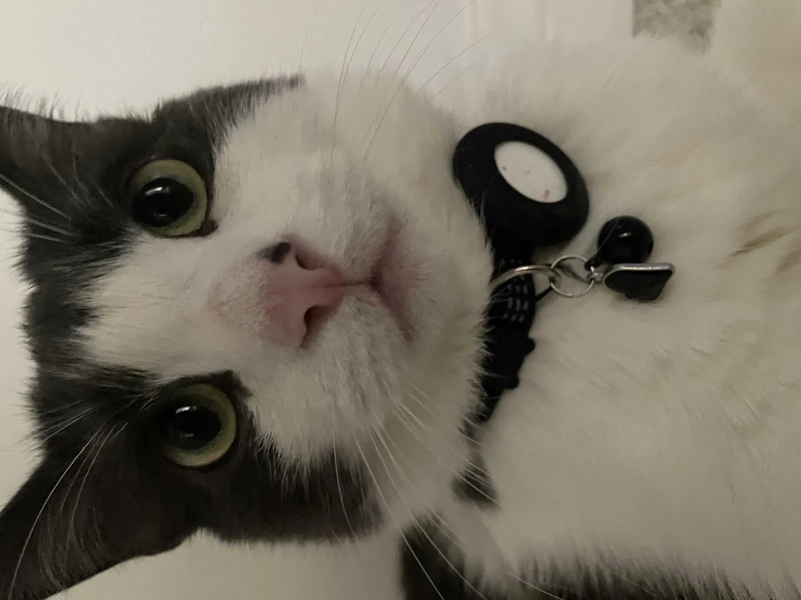 Lost cat in Irvine, CA, 92620