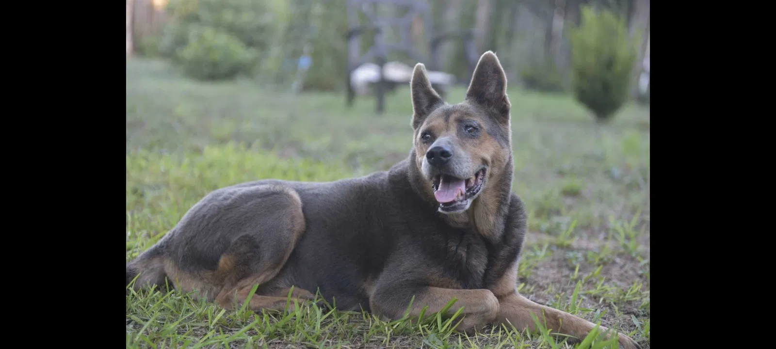 Lost dog in San Antonio, TX, 78222