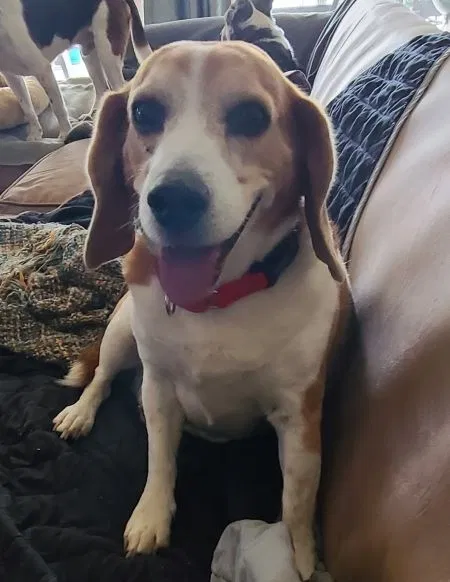 Lost dog in Salem, WI, 53168