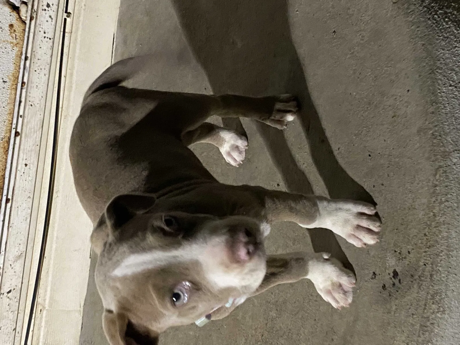 Lost dog in Alvin, TX, 77511