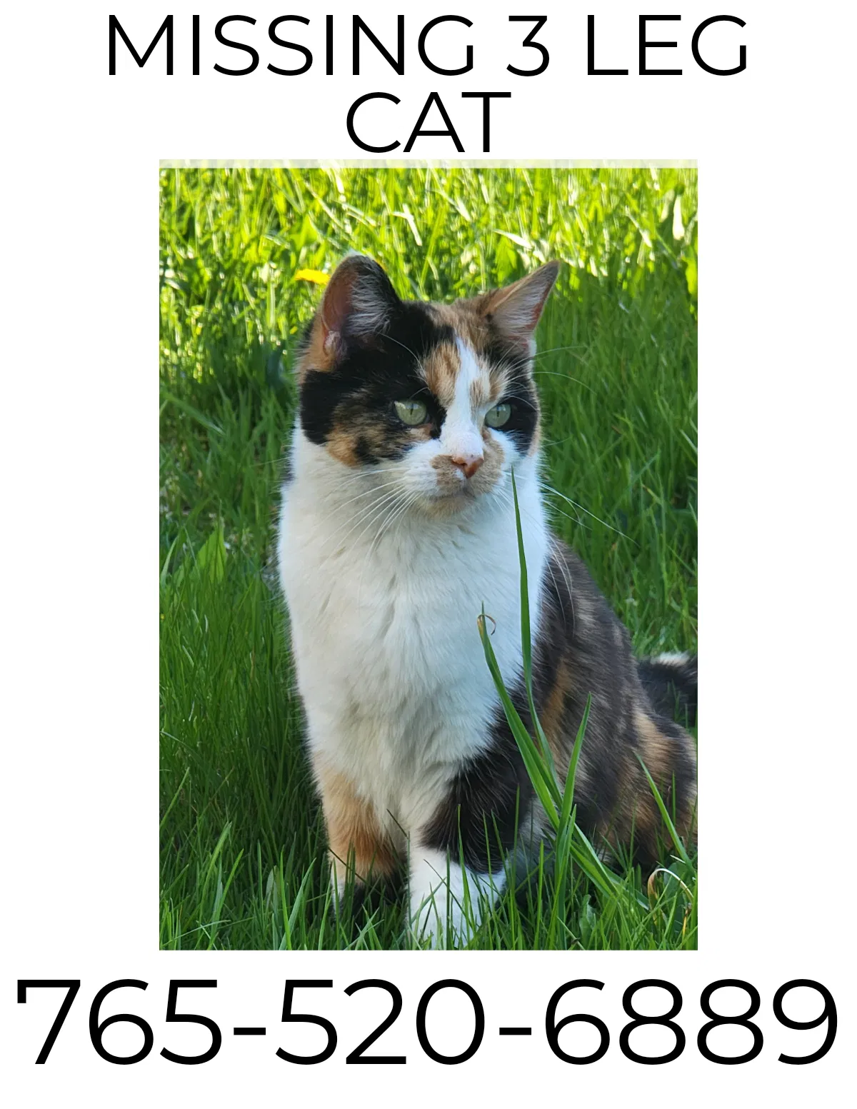 Lost cat in New Castle, IN, 47362