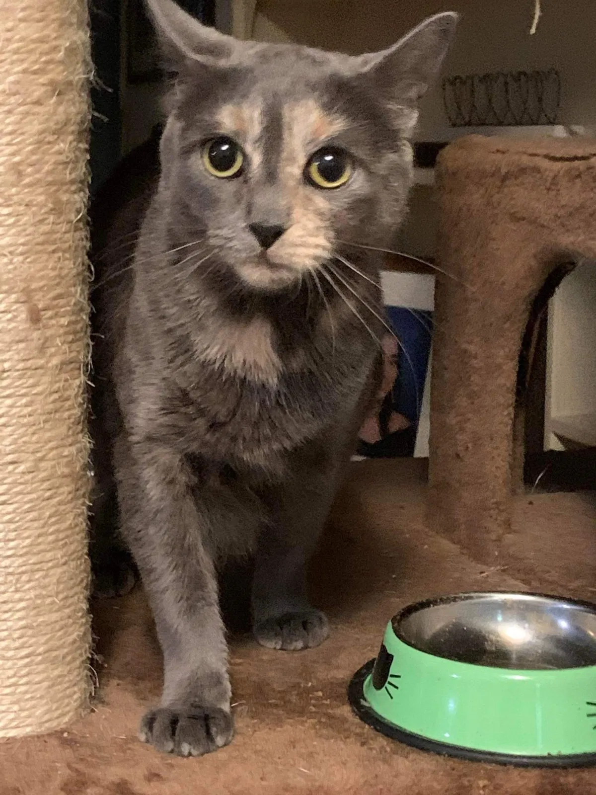 Lost cat in Shrewsbury, PA, 17361