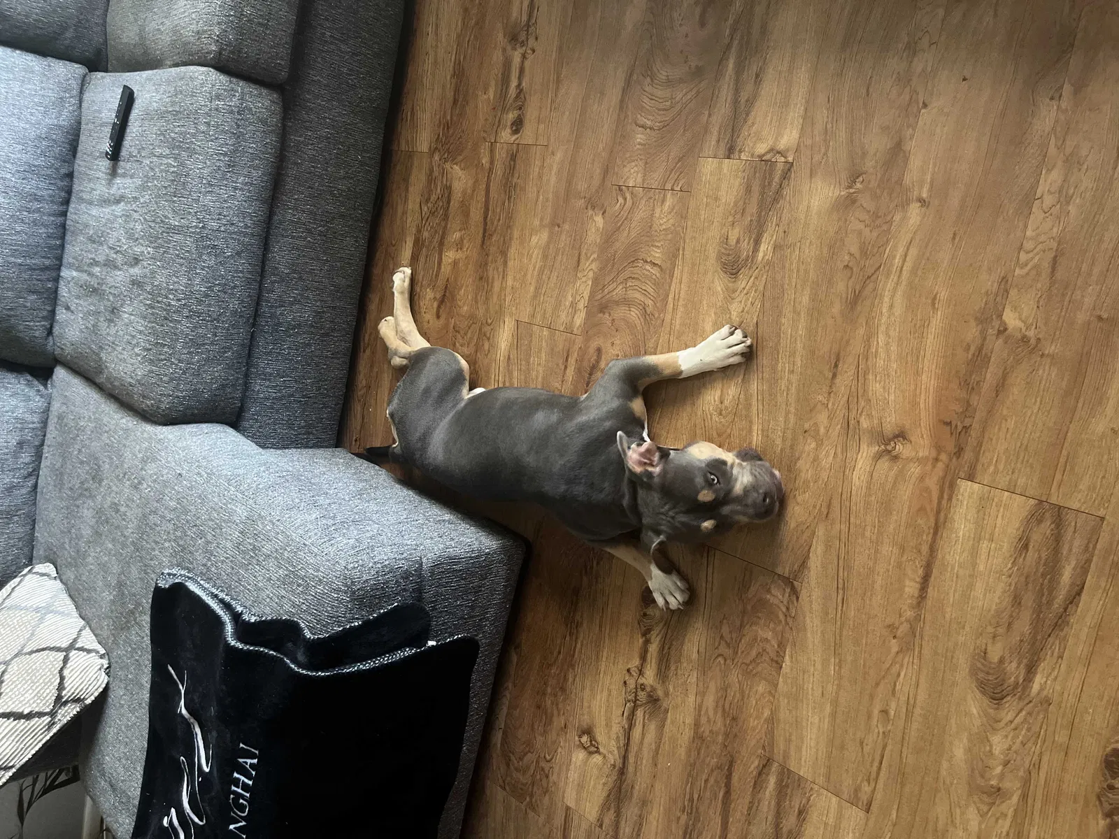 Lost dog in Largo, FL, 33771