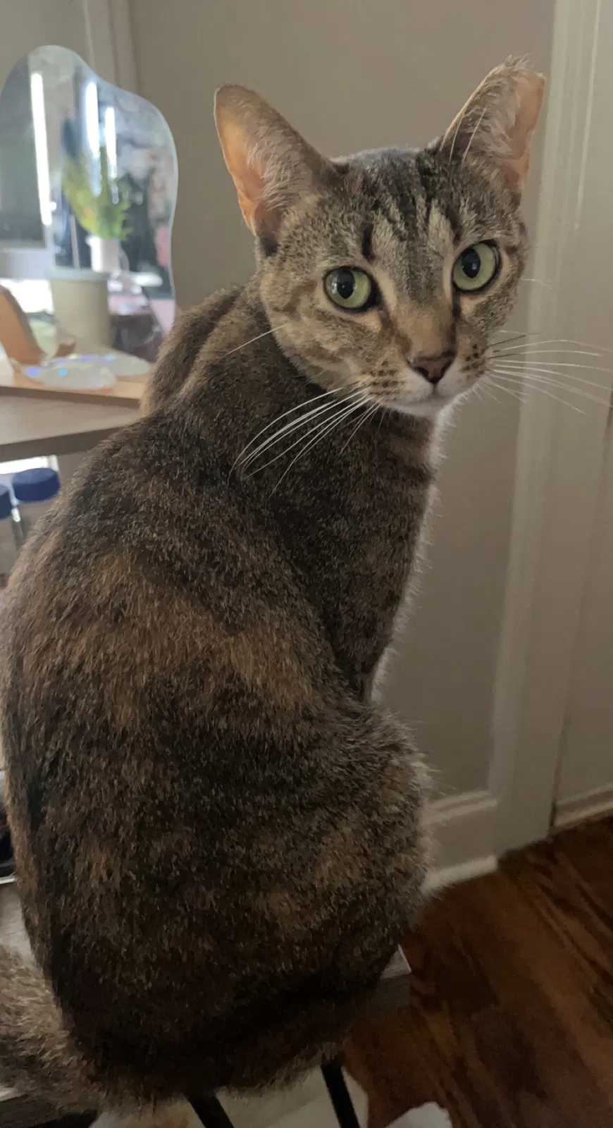 Lost cat in Nashville, TN, 37206