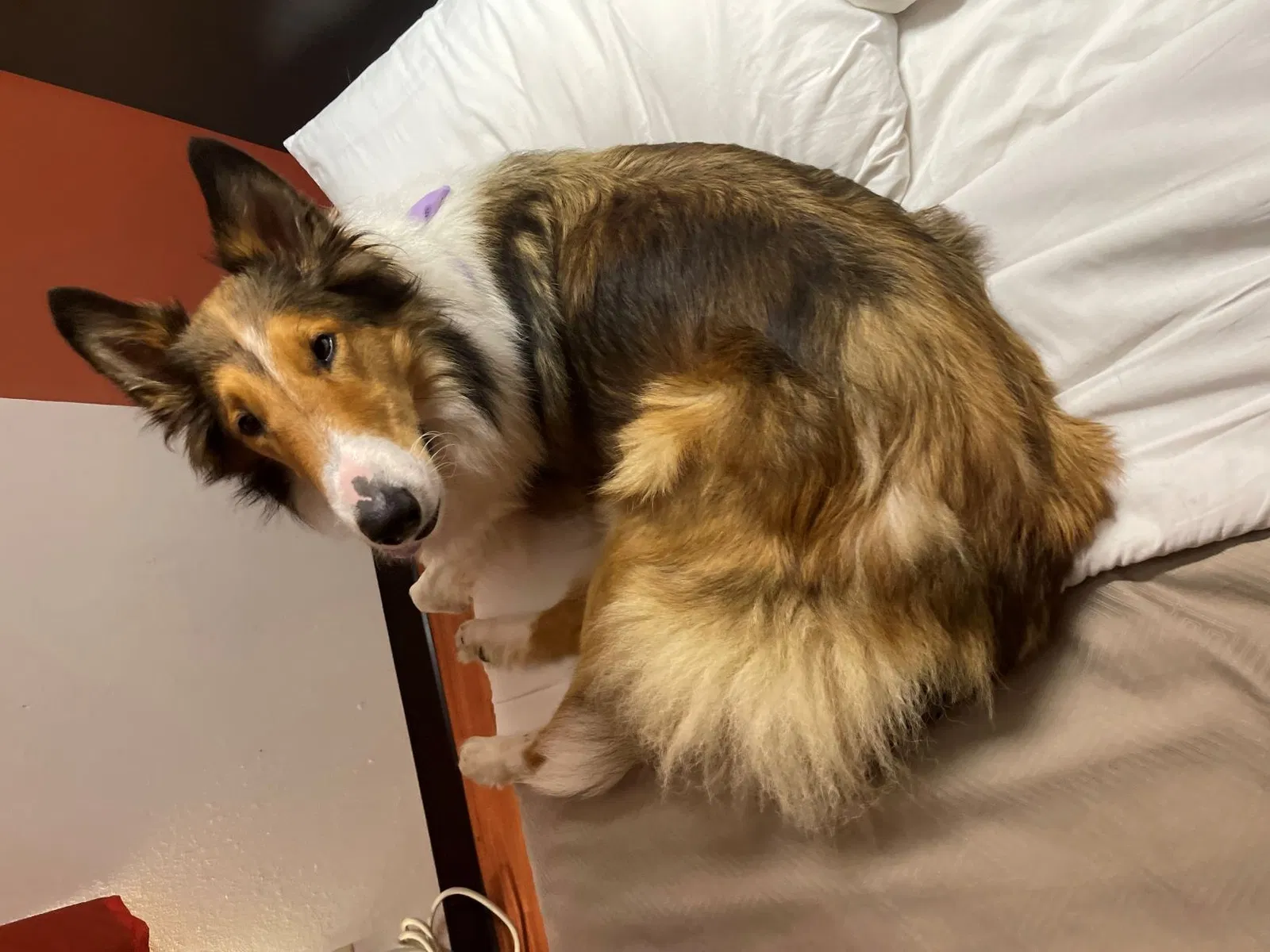 Lost dog in Brownsburg, IN, 46112