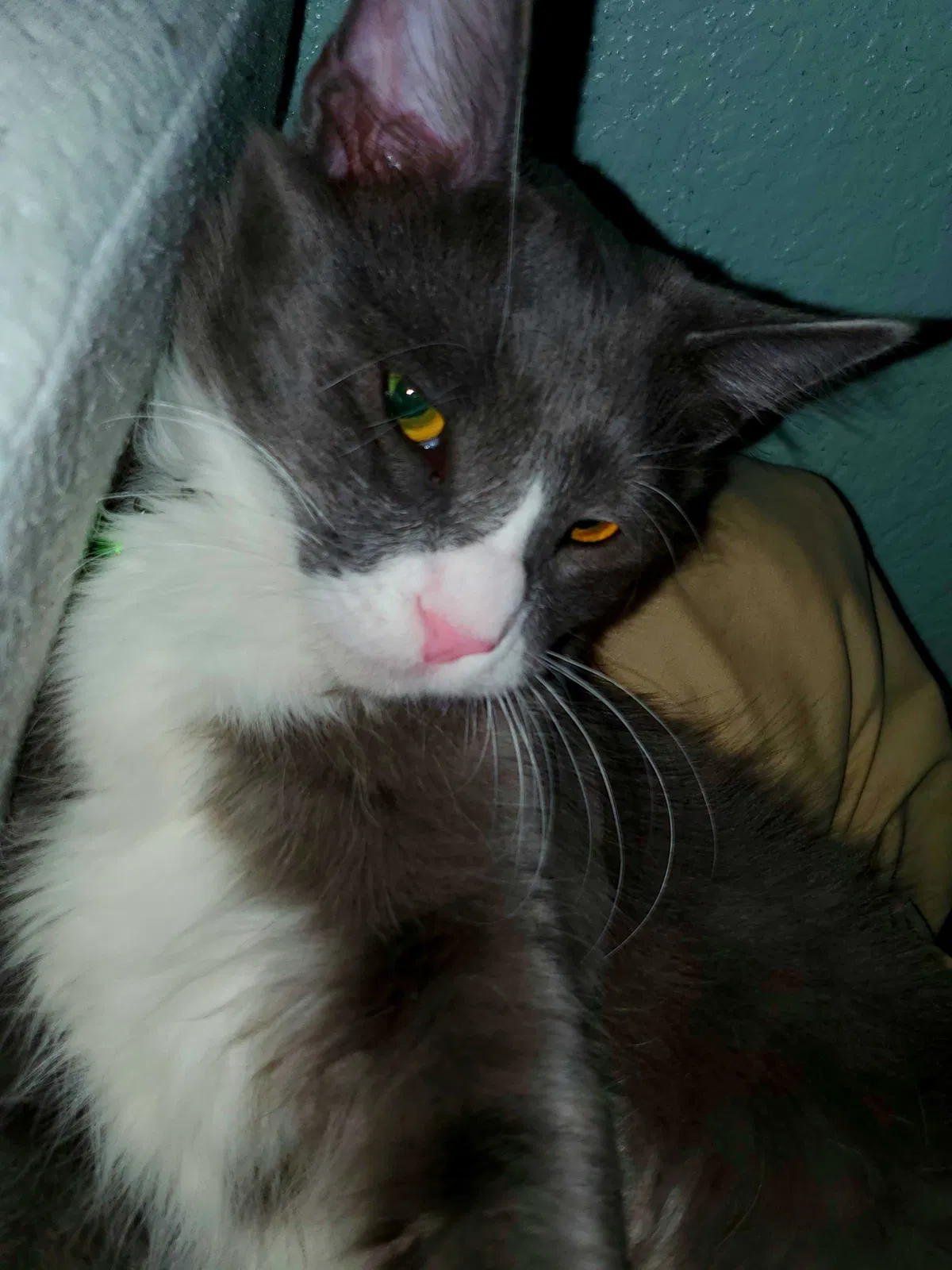 Lost cat in Buda, TX, 78610