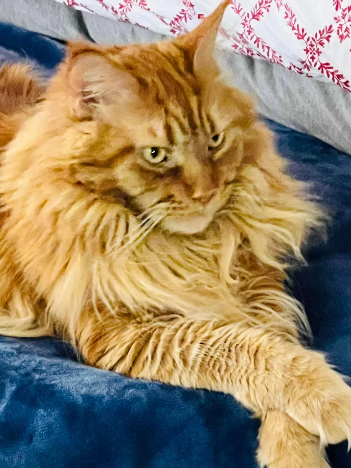 Lost cat in Newtown, CT, 6470