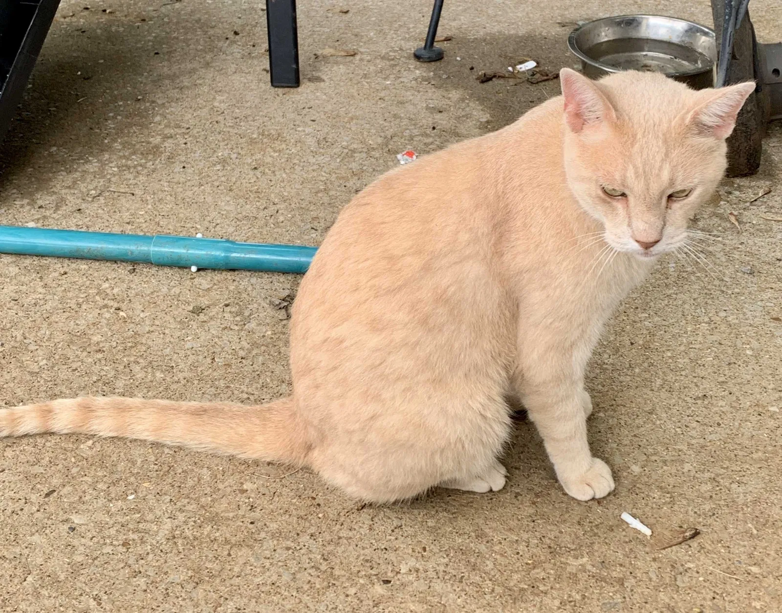 Lost cat in Murfreesboro, TN, 37127