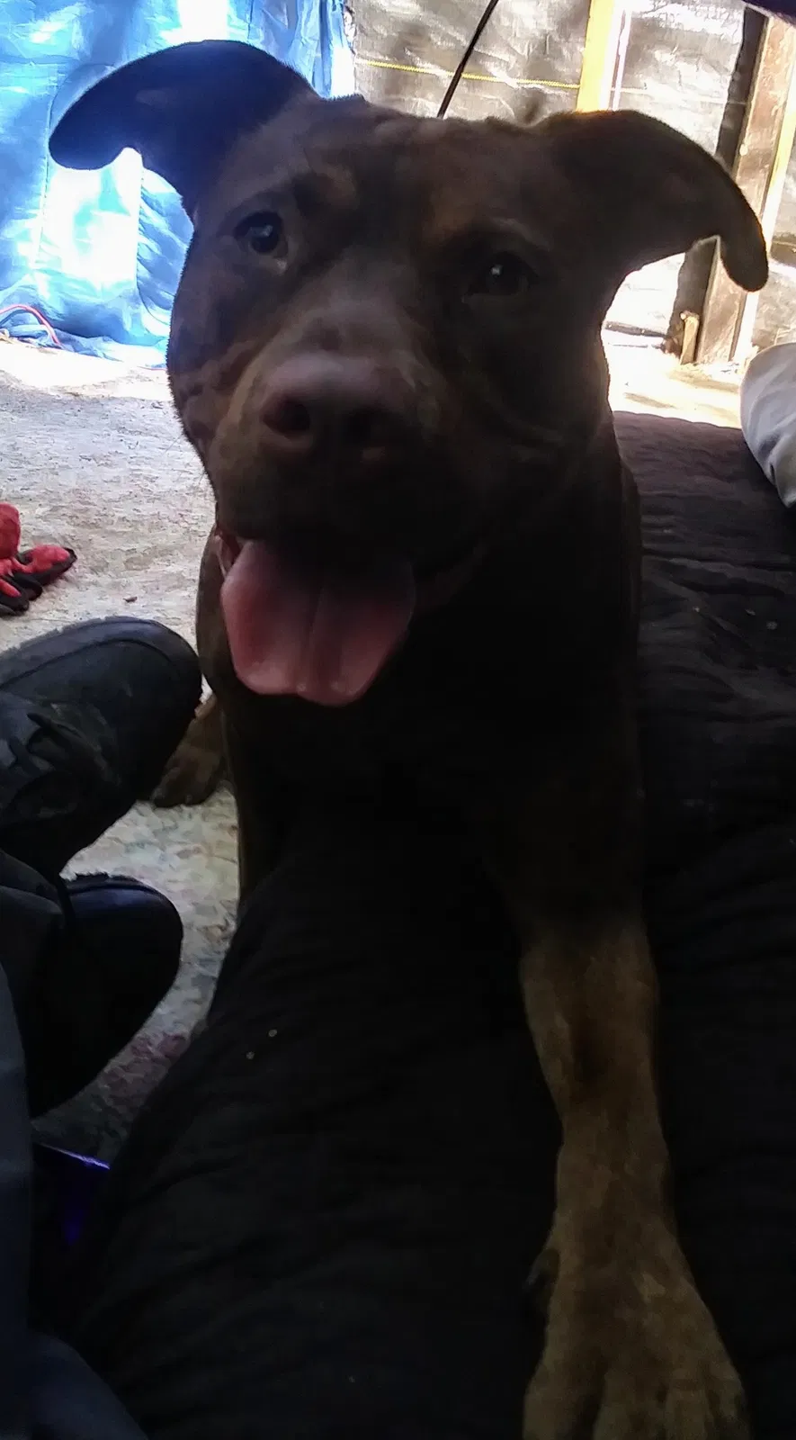 Lost dog in Walnut Creek, CA, 94596