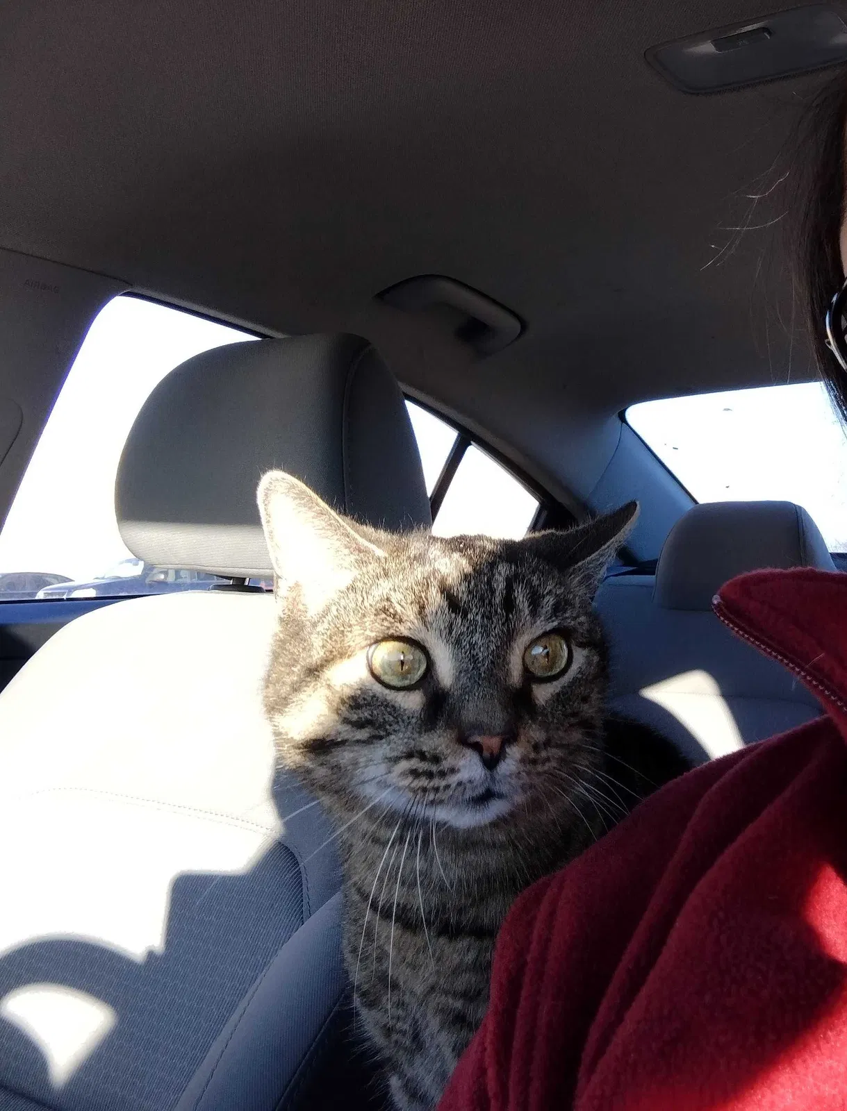 Lost cat in Indianapolis, IN, 46221