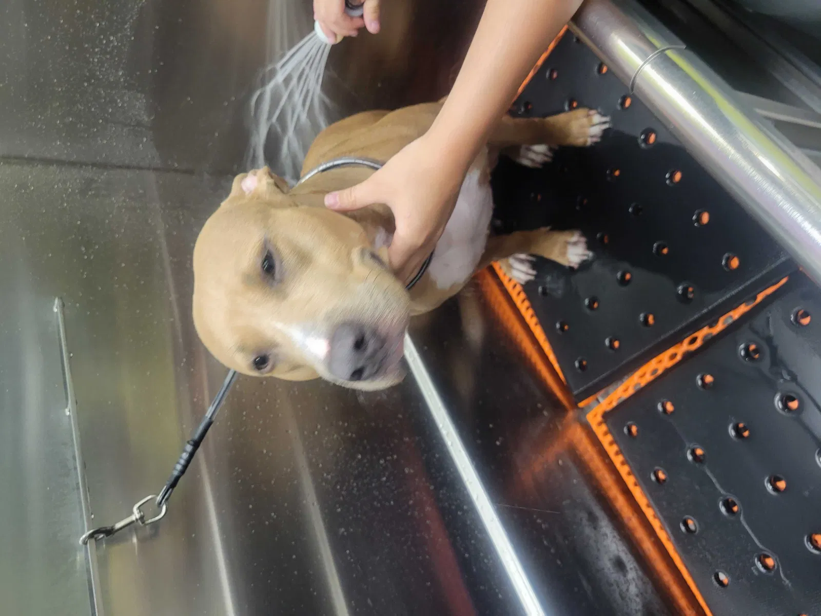 Lost dog in Denver, CO, 80232