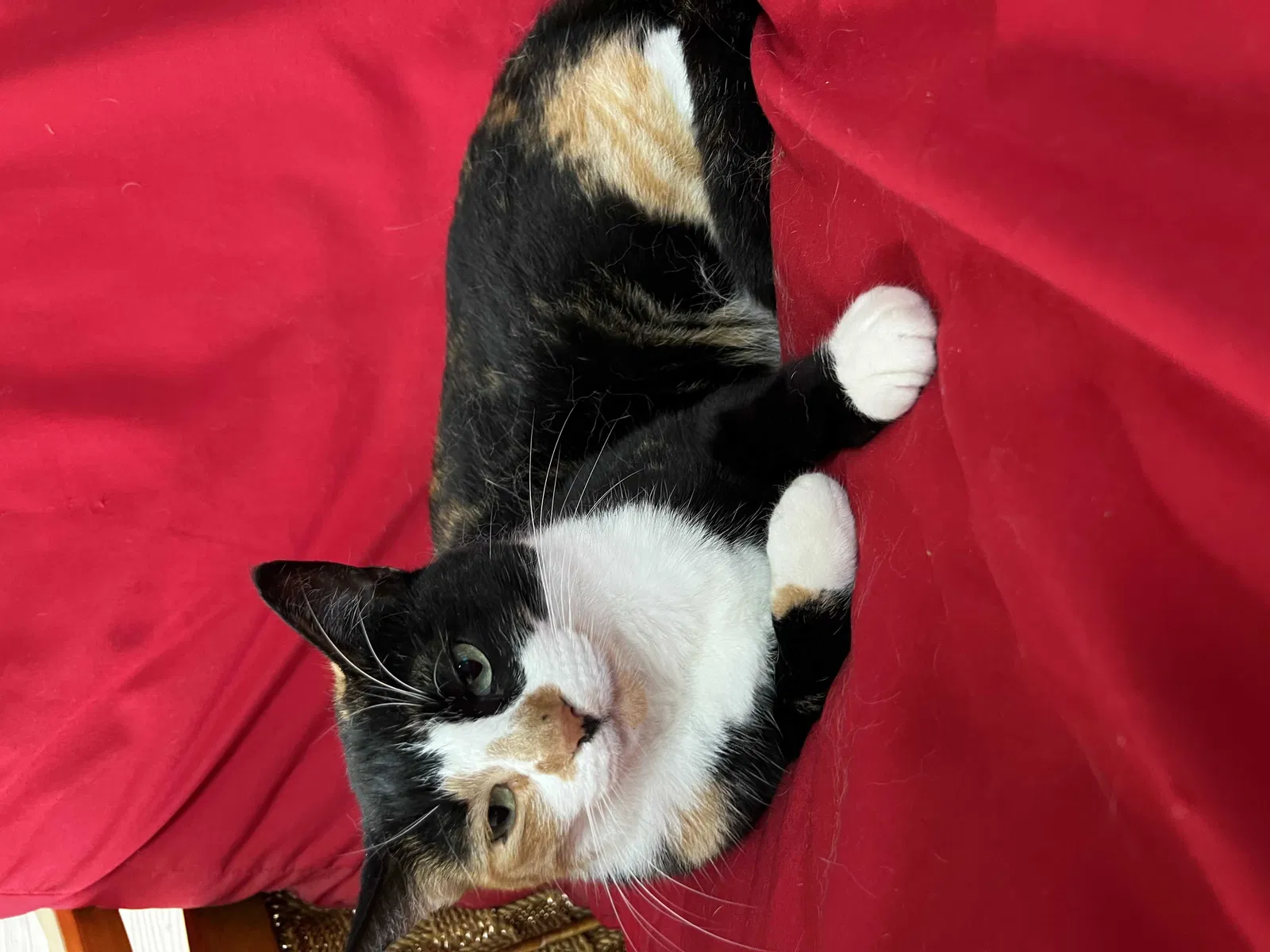 Lost cat in Houston, TX, 77040