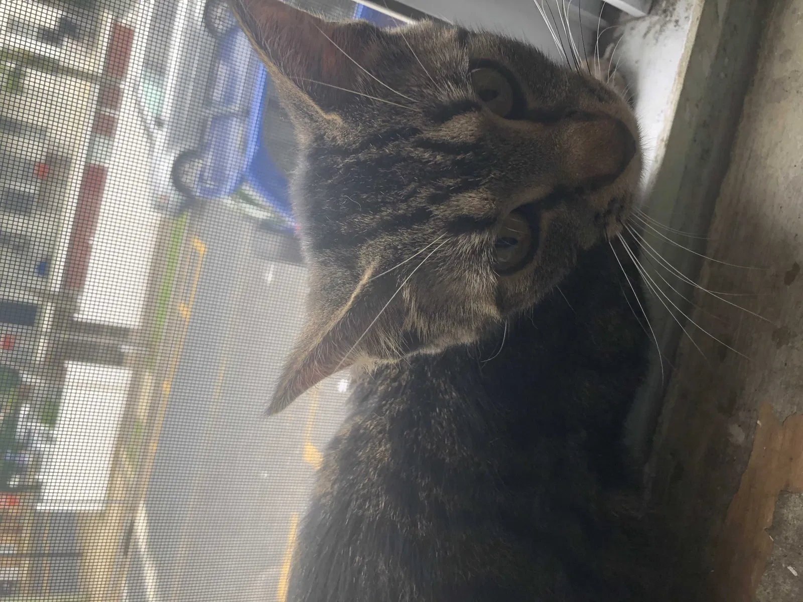 Lost cat in Atlantic City, NJ, 8401