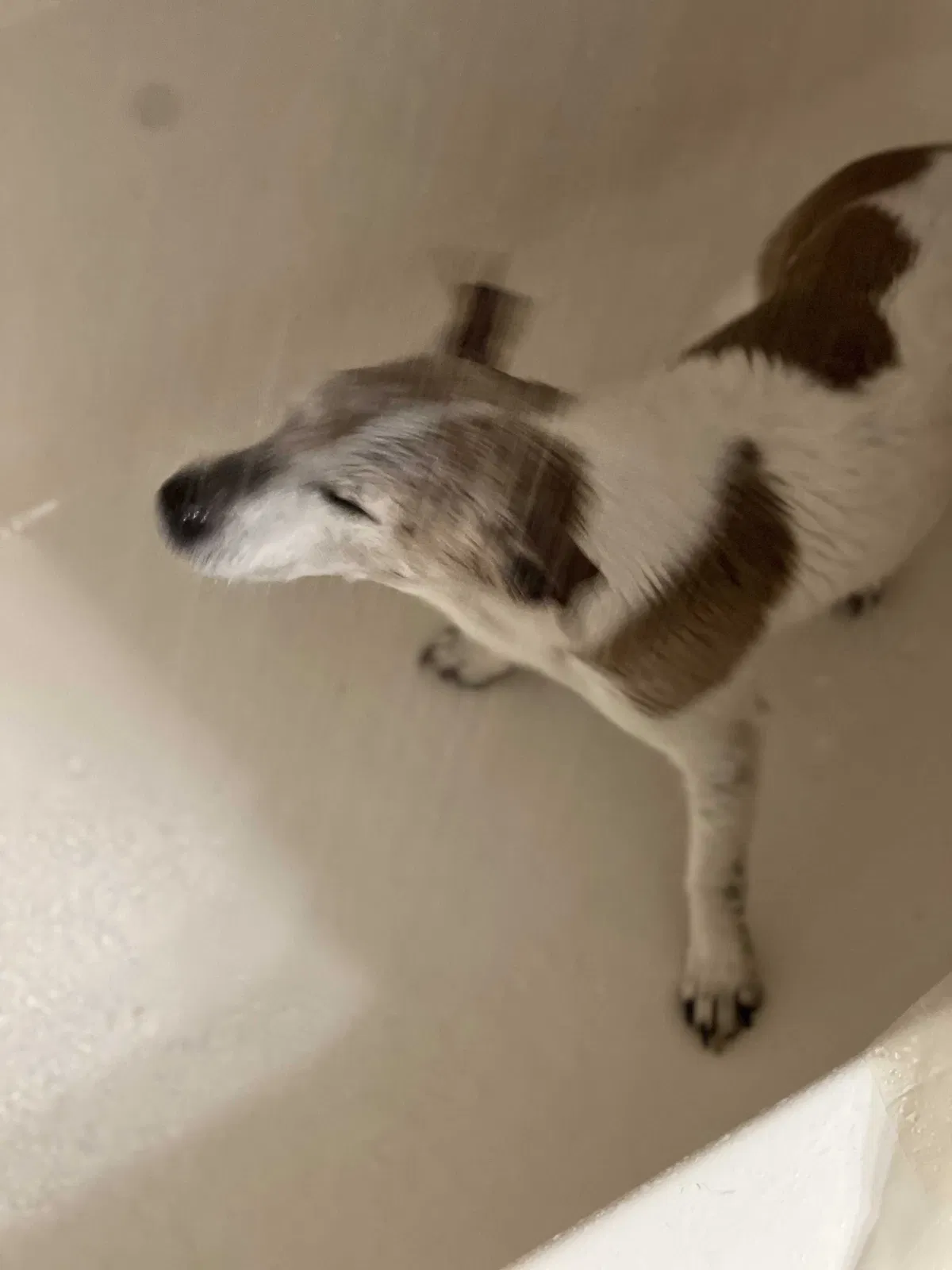 Lost dog in Kaukauna, WI, 54130