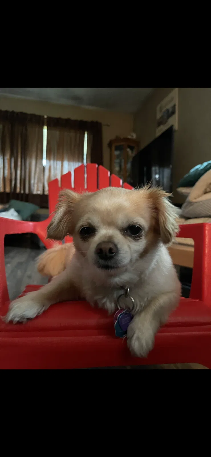 Lost dog in Hammond, IN, 46324