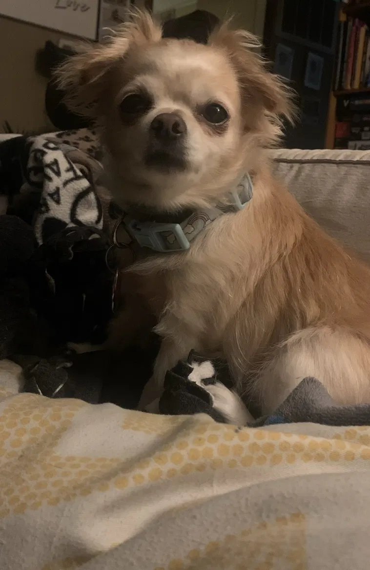 Lost dog in Hammond, IN, 46324