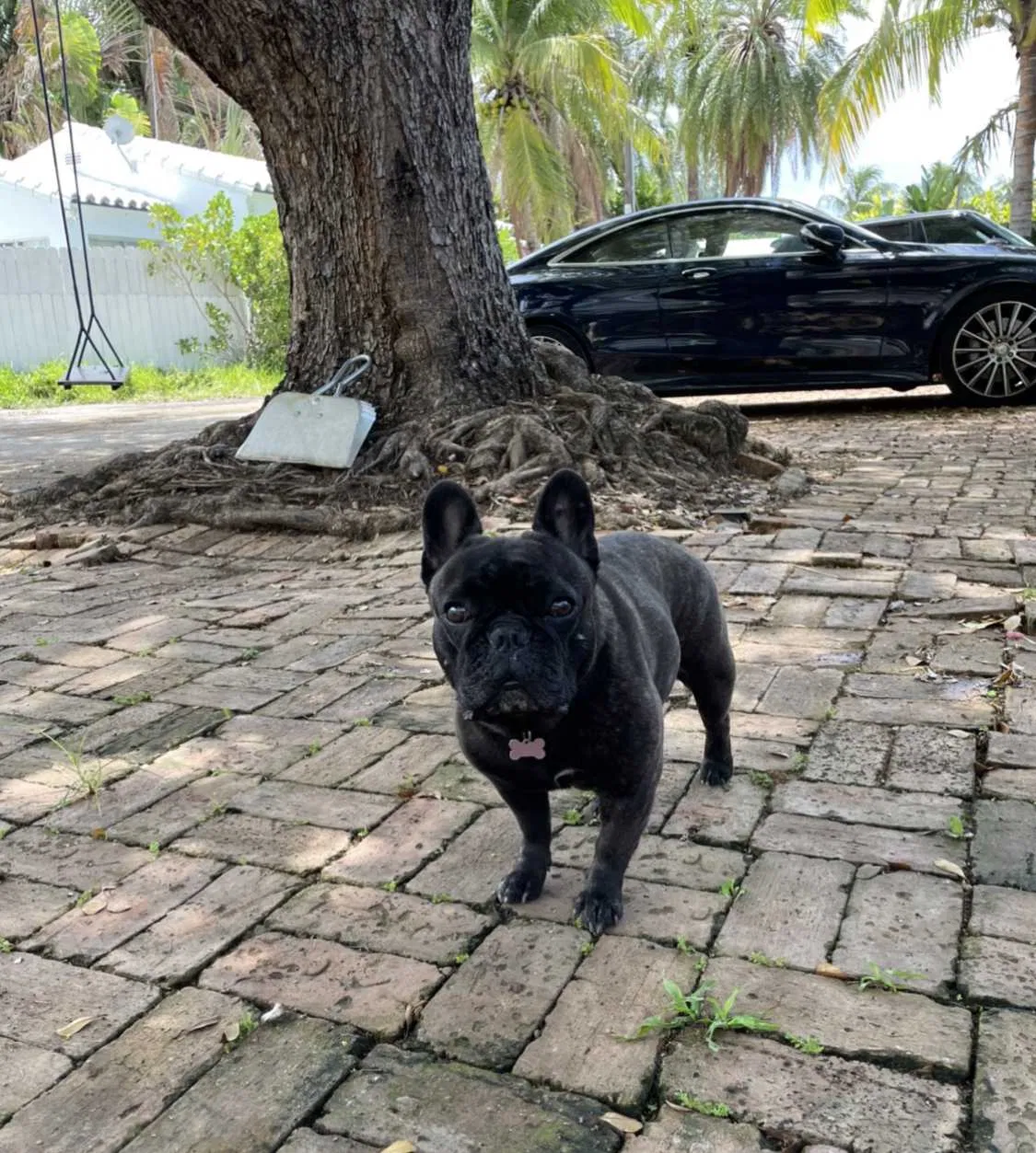 Lost dog in Miami Beach, FL, 33139