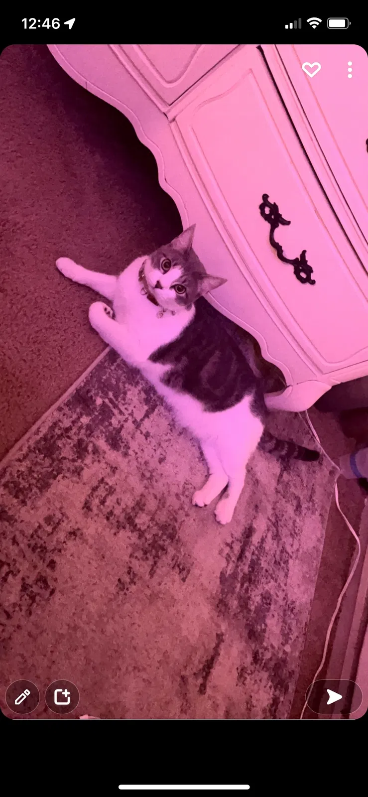 Lost cat in Portland, OR, 97230