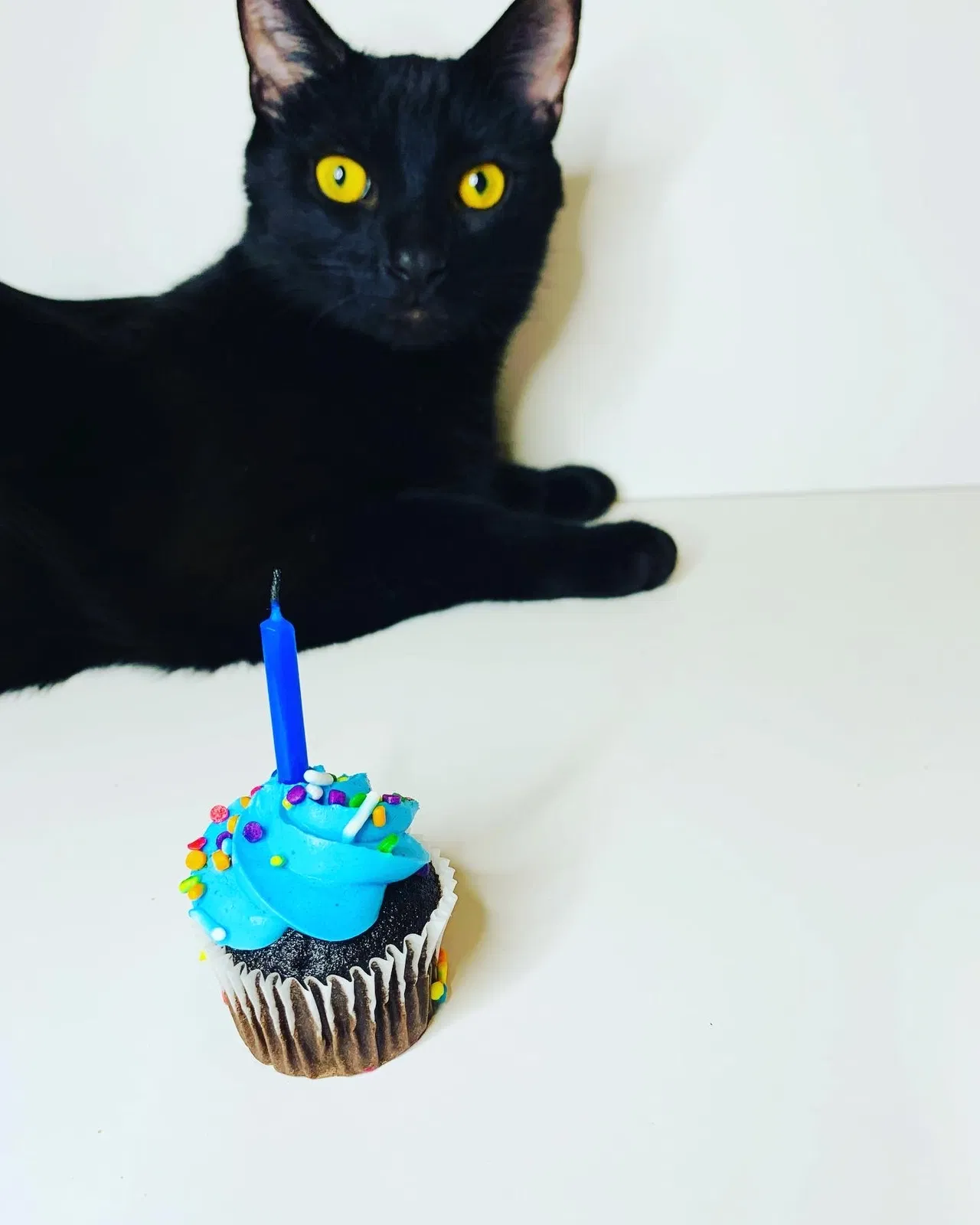Lost cat in Flemingsburg, KY, 41041