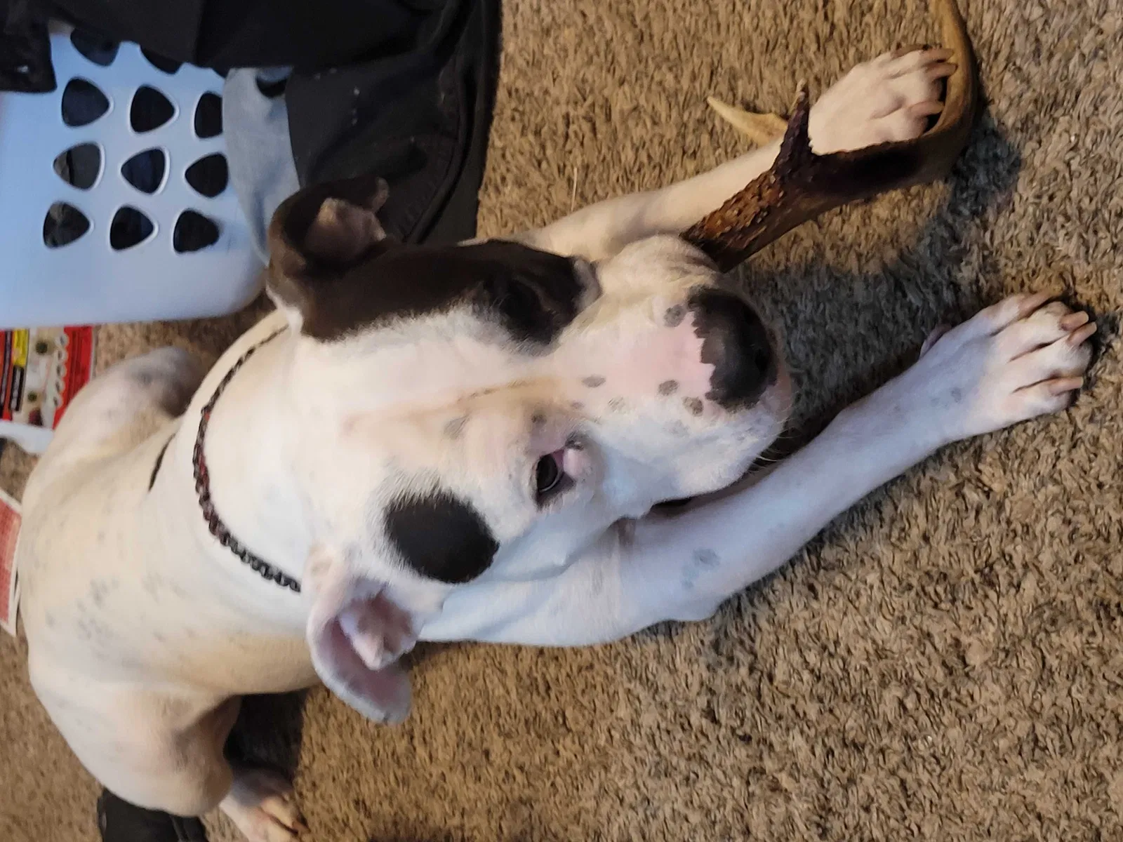 Lost dog in Amarillo, TX, 79107