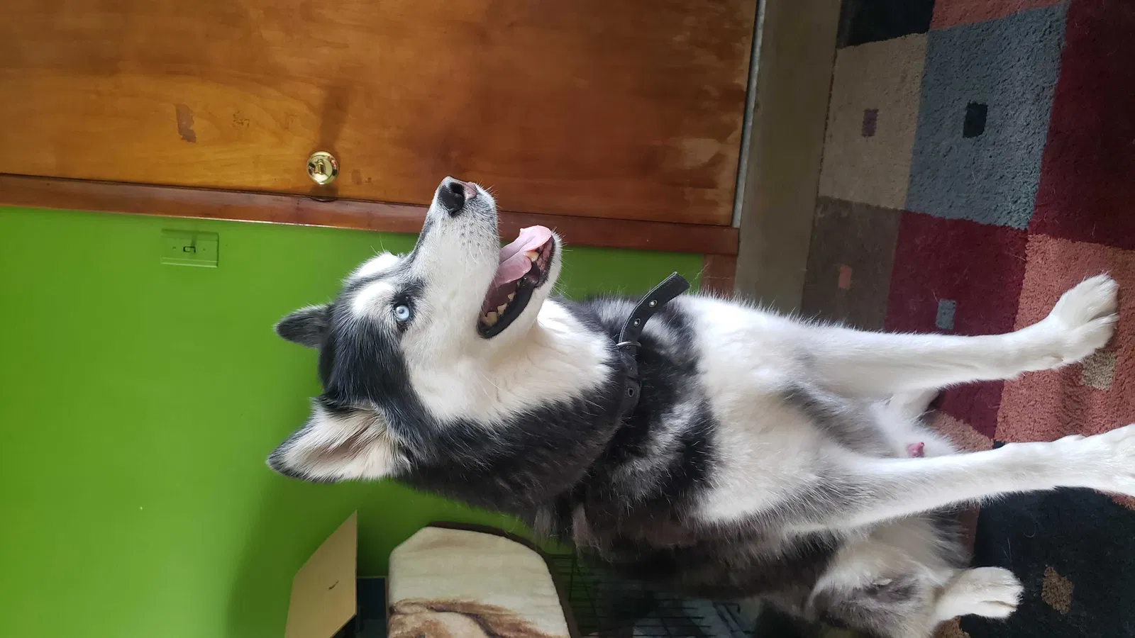 Lost dog in Comstock Park, MI, 49321
