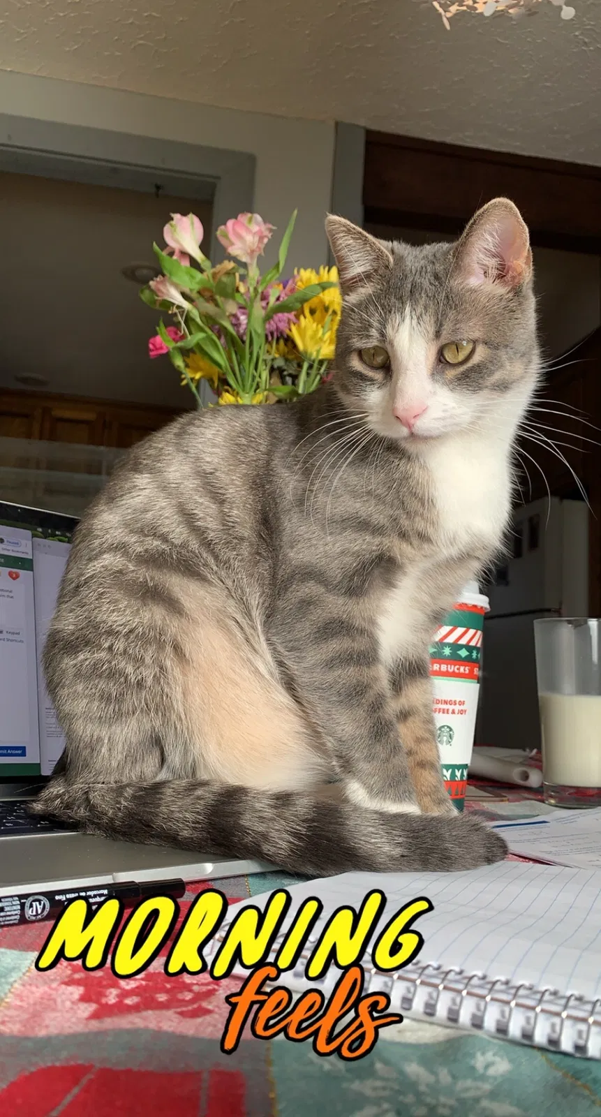 Lost cat in Lawrence, KS, 66046