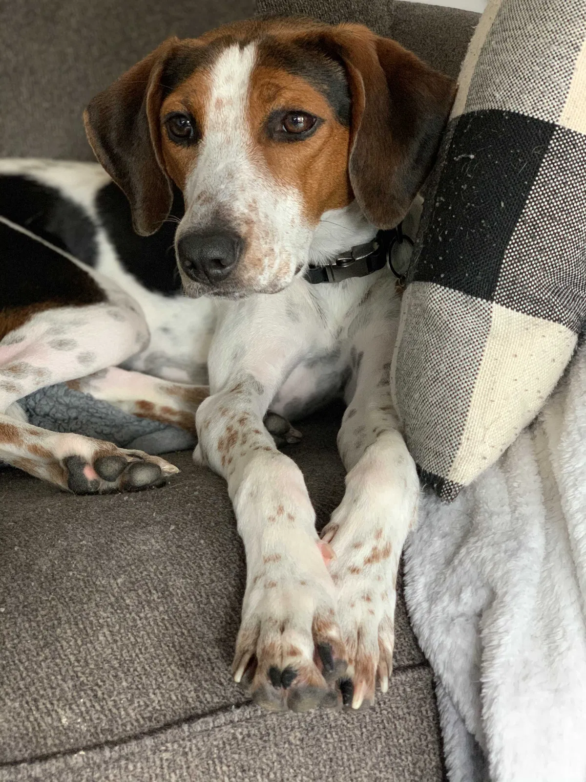 Lost dog in Fredericksburg, VA, 22407