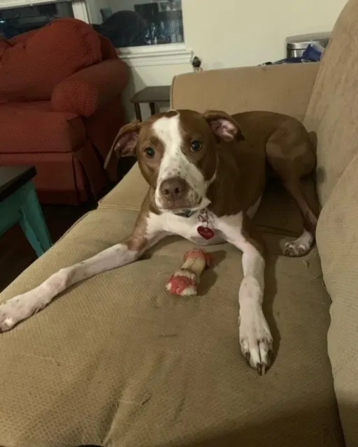 Lost dog in Atlanta, GA, 30310