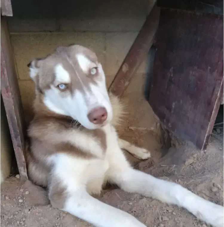 Lost dog in Phoenix, AZ, 85009