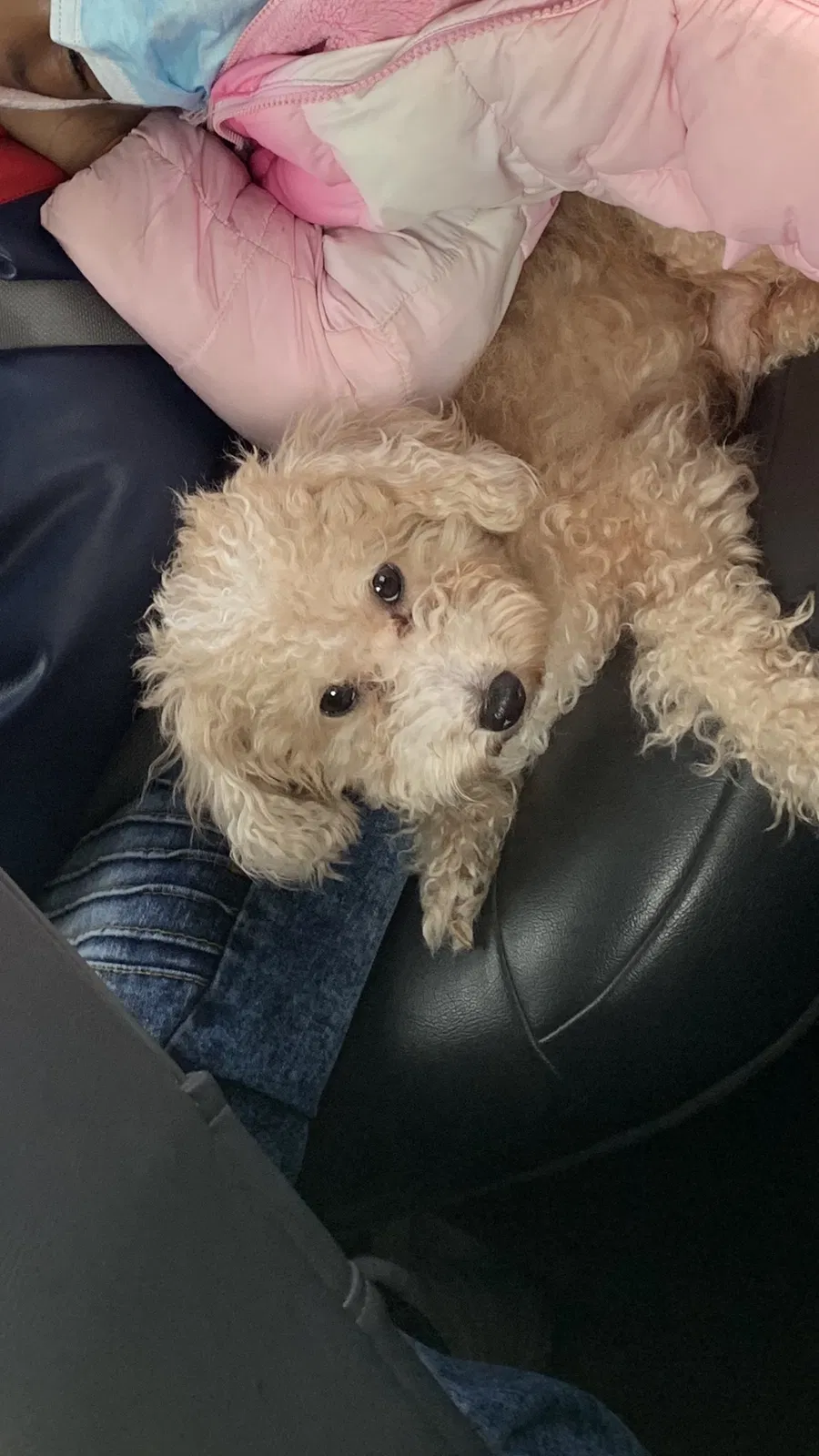 Lost dog in Indianapolis, IN, 46235