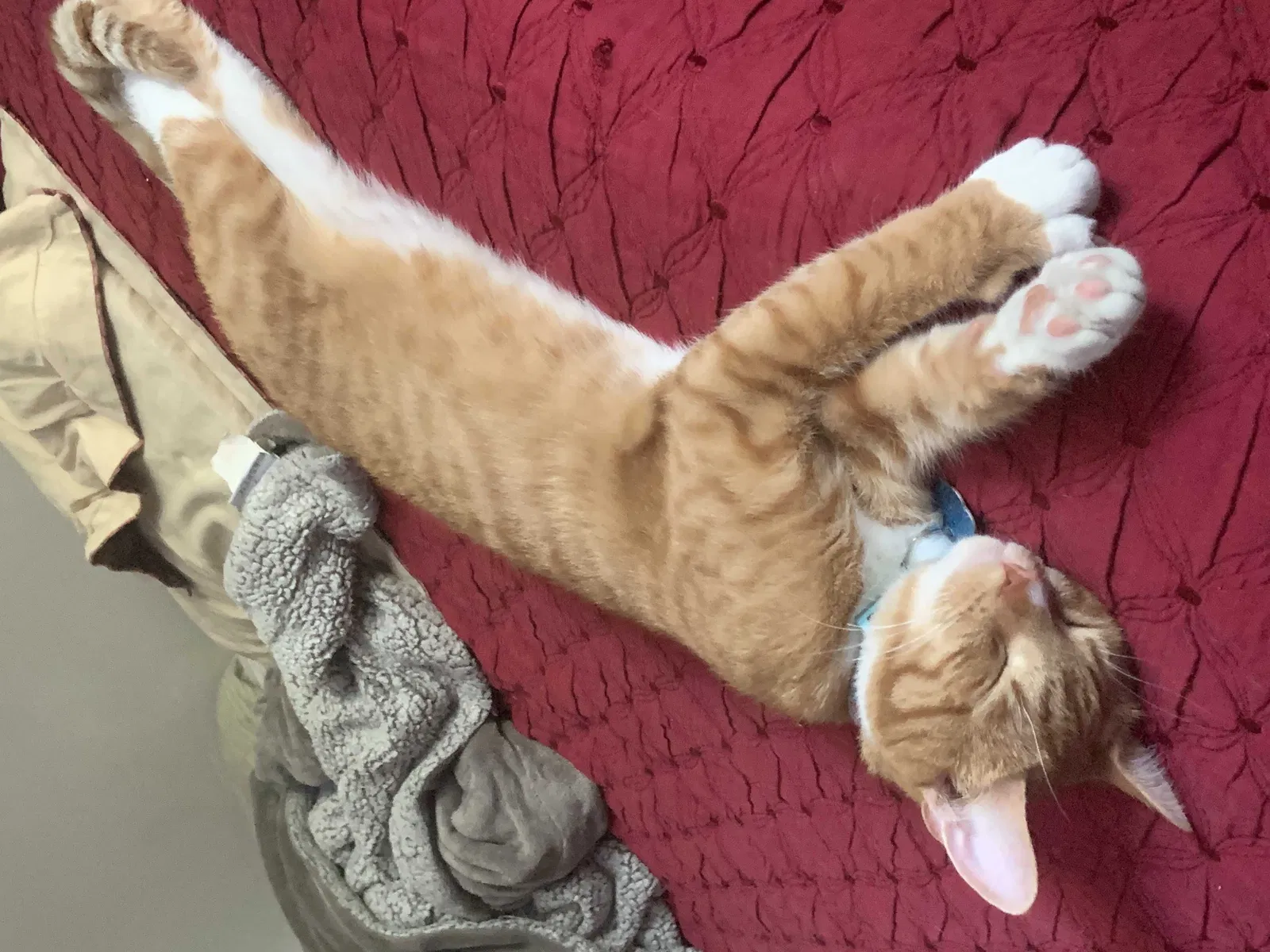 Lost cat in Brockton, MA, 2302