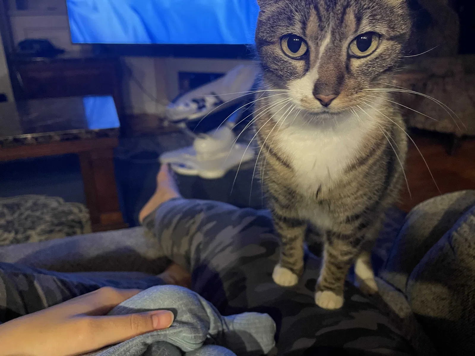 Lost cat in Spring, TX, 77382