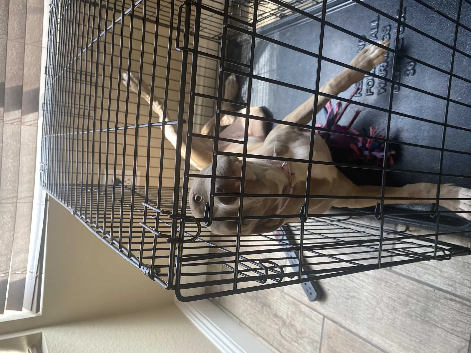 Lost dog in North Las Vegas, NV, 89031