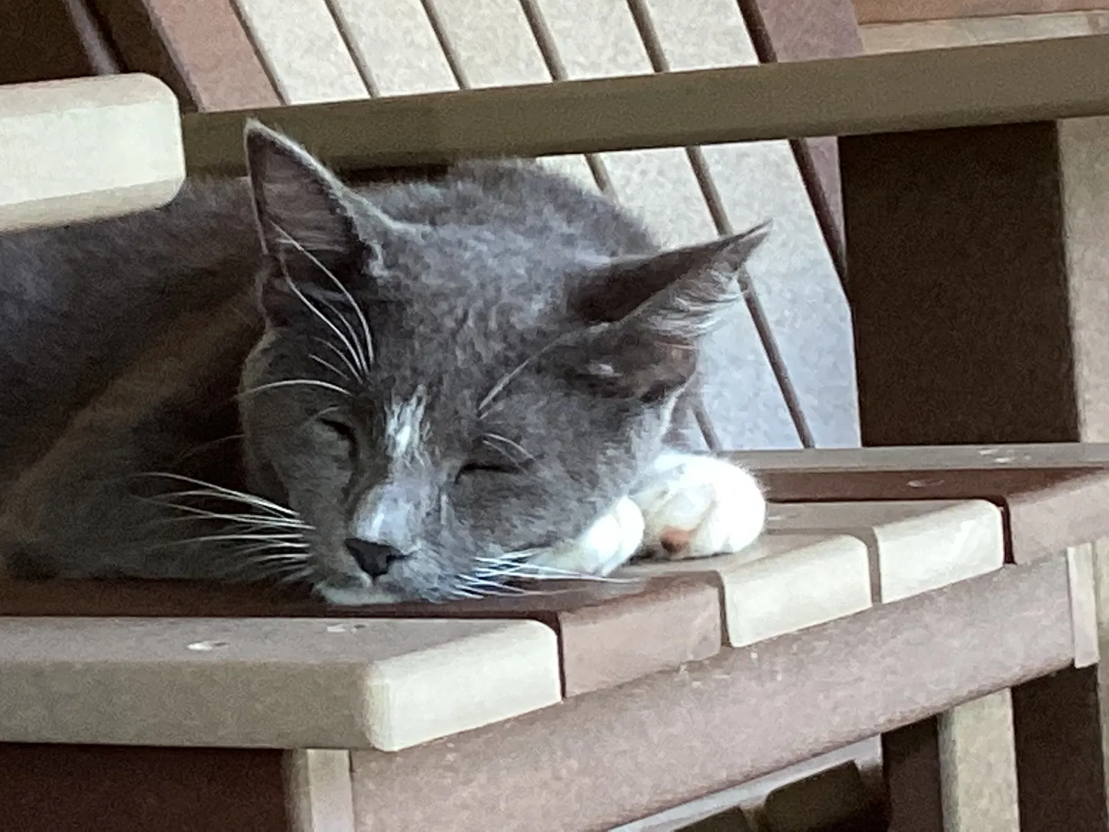 Lost cat in Lexington, KY, 40509