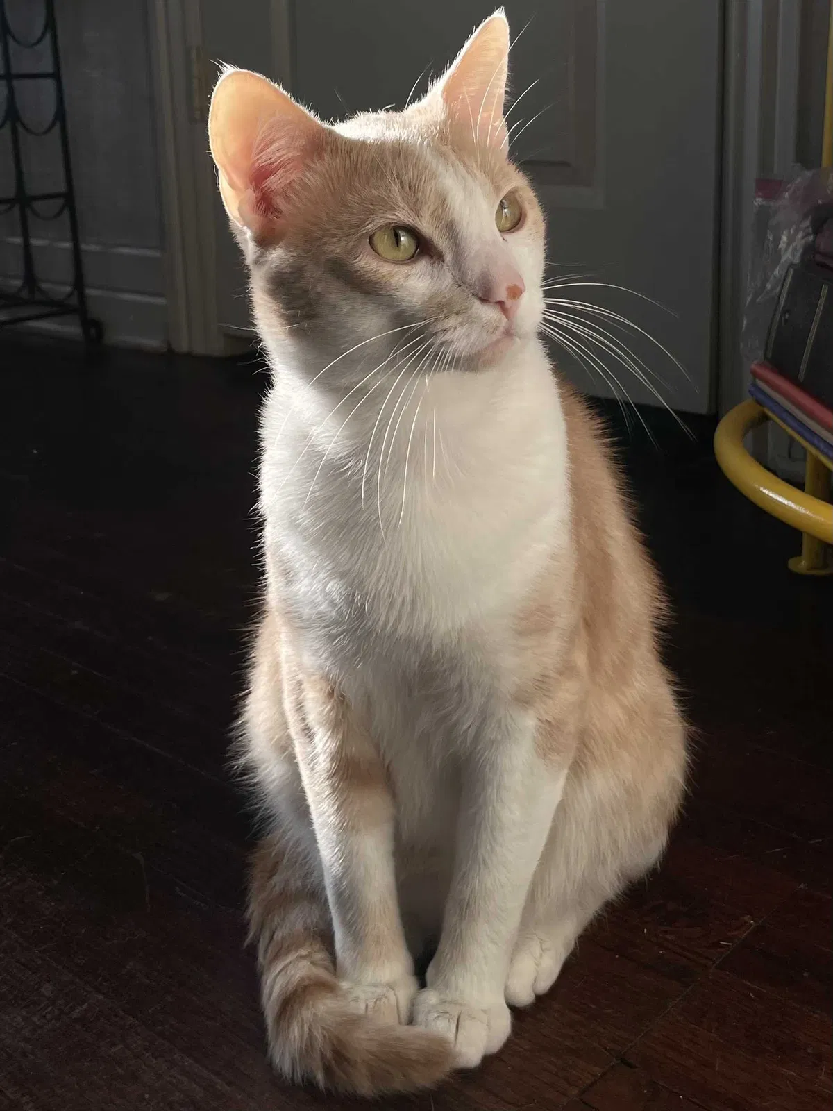 Lost cat in Tulsa, OK, 74107