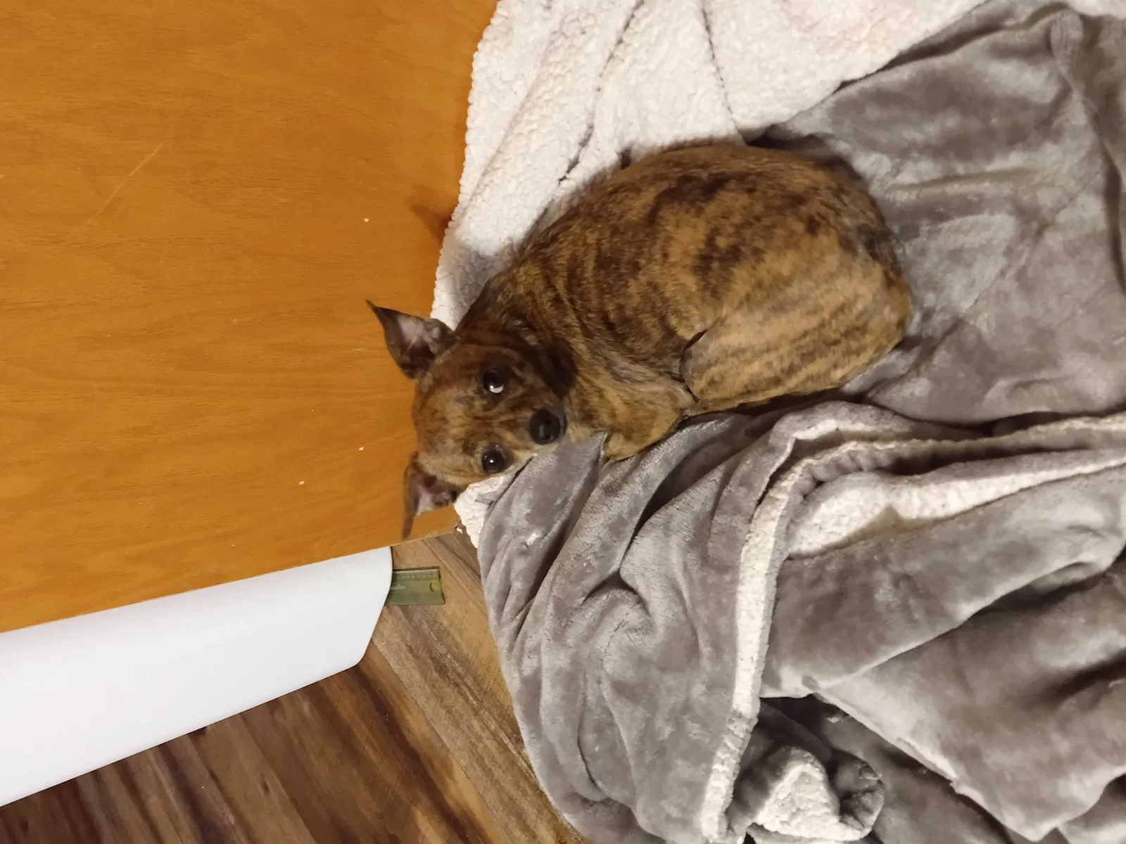 Lost dog in Muncie, IN, 47303