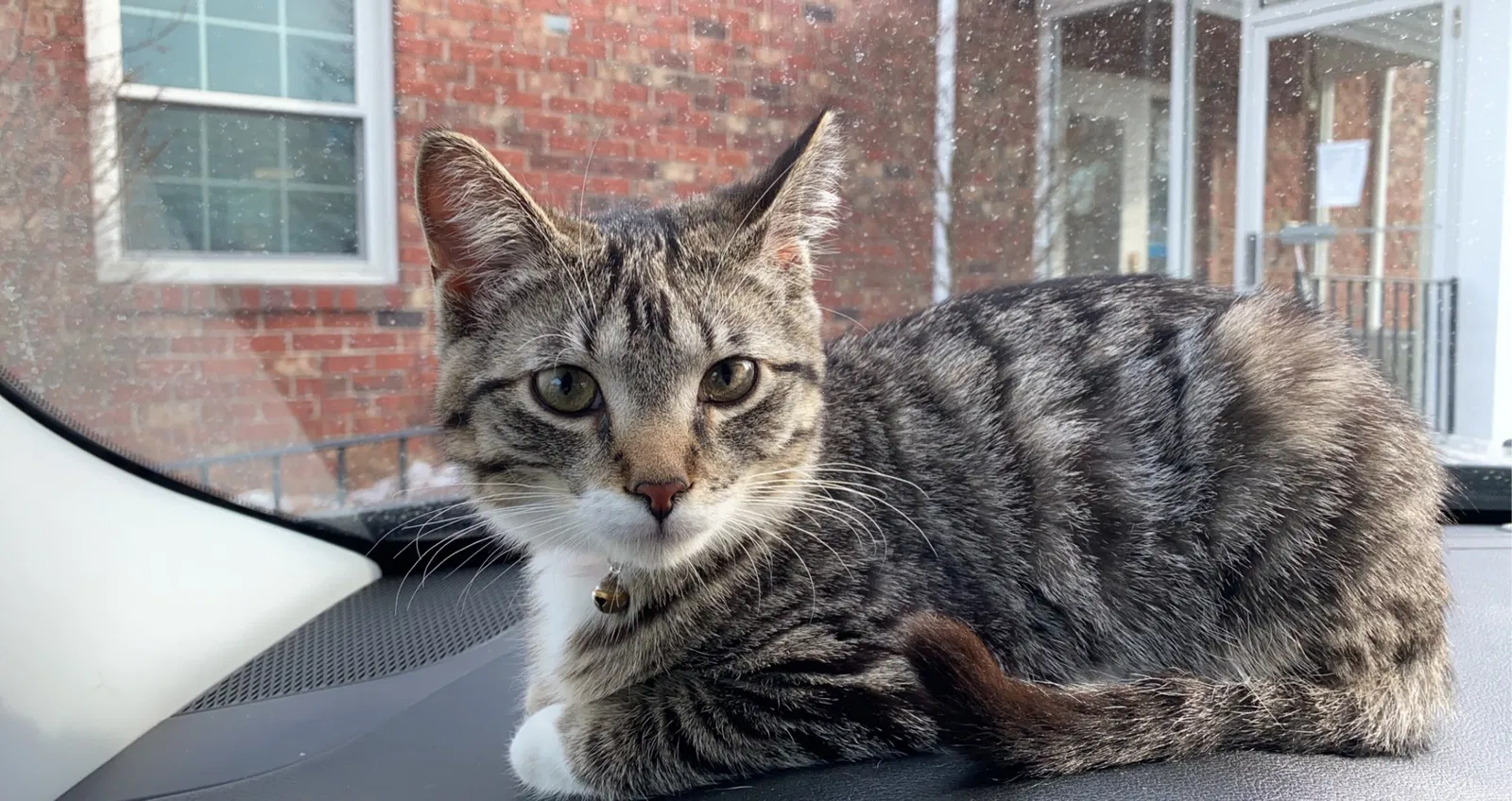 Lost cat in Sobieski, WI, 54171