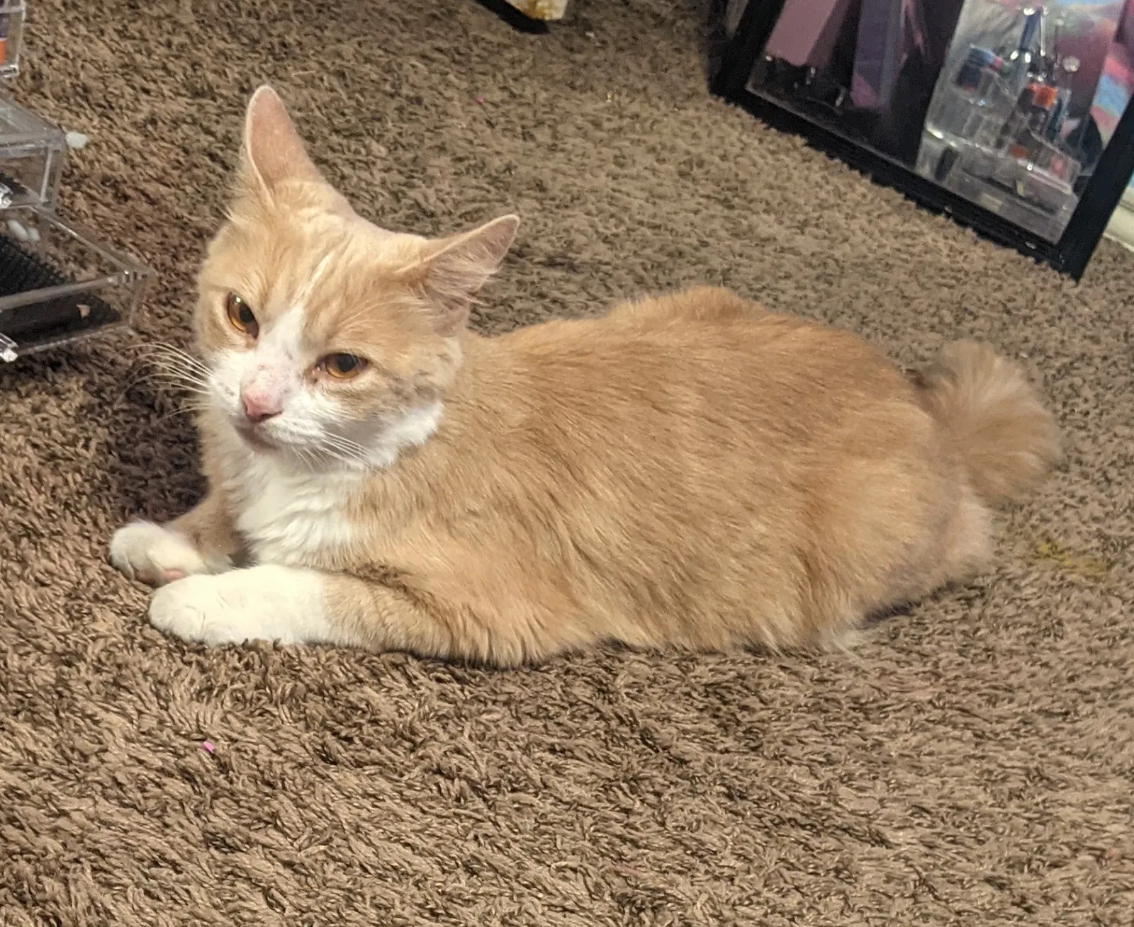 Lost cat in San Antonio, TX, 78247