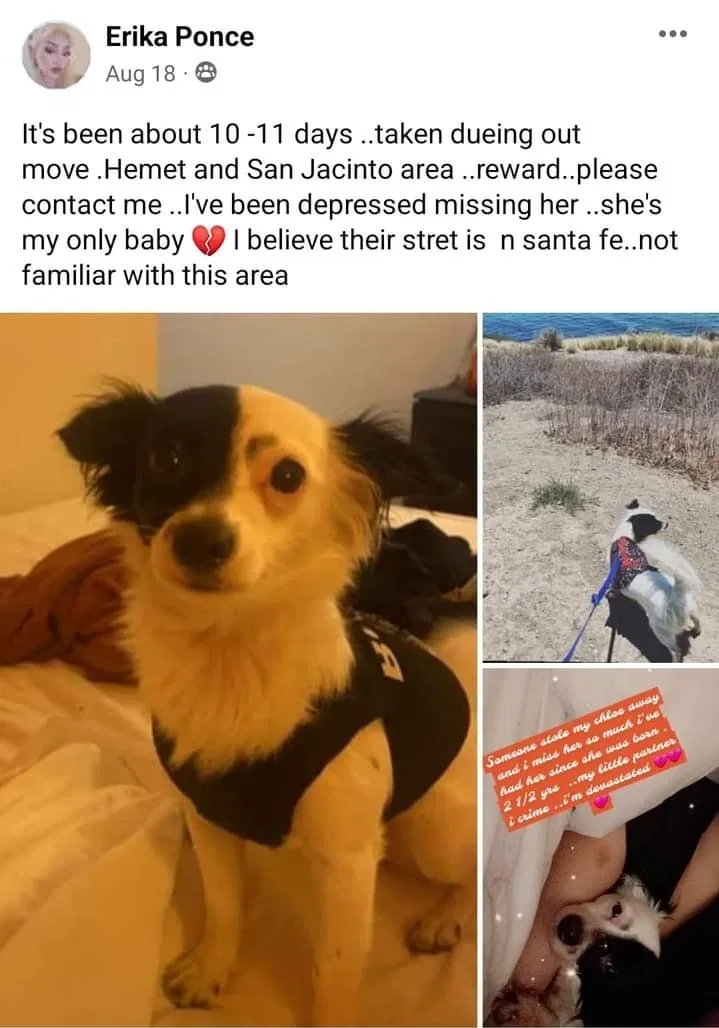 Lost dog in Hemet, CA, 92543