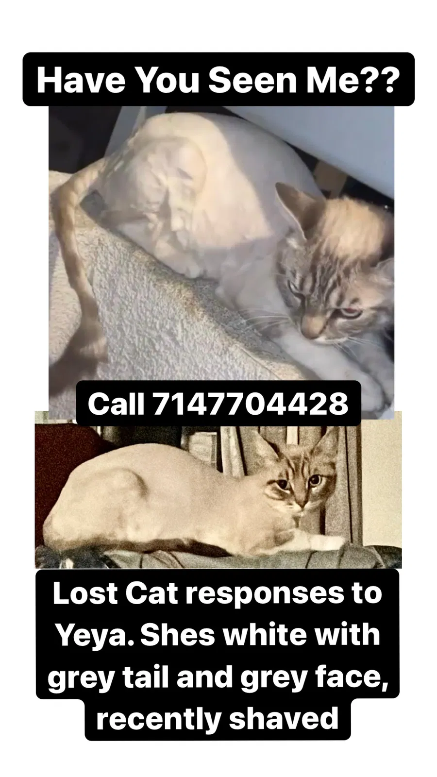 Lost cat in Buena Park, CA, 90621