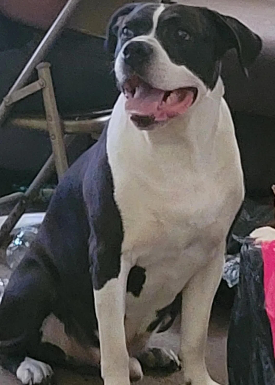 Lost dog in Detroit, MI, 48227