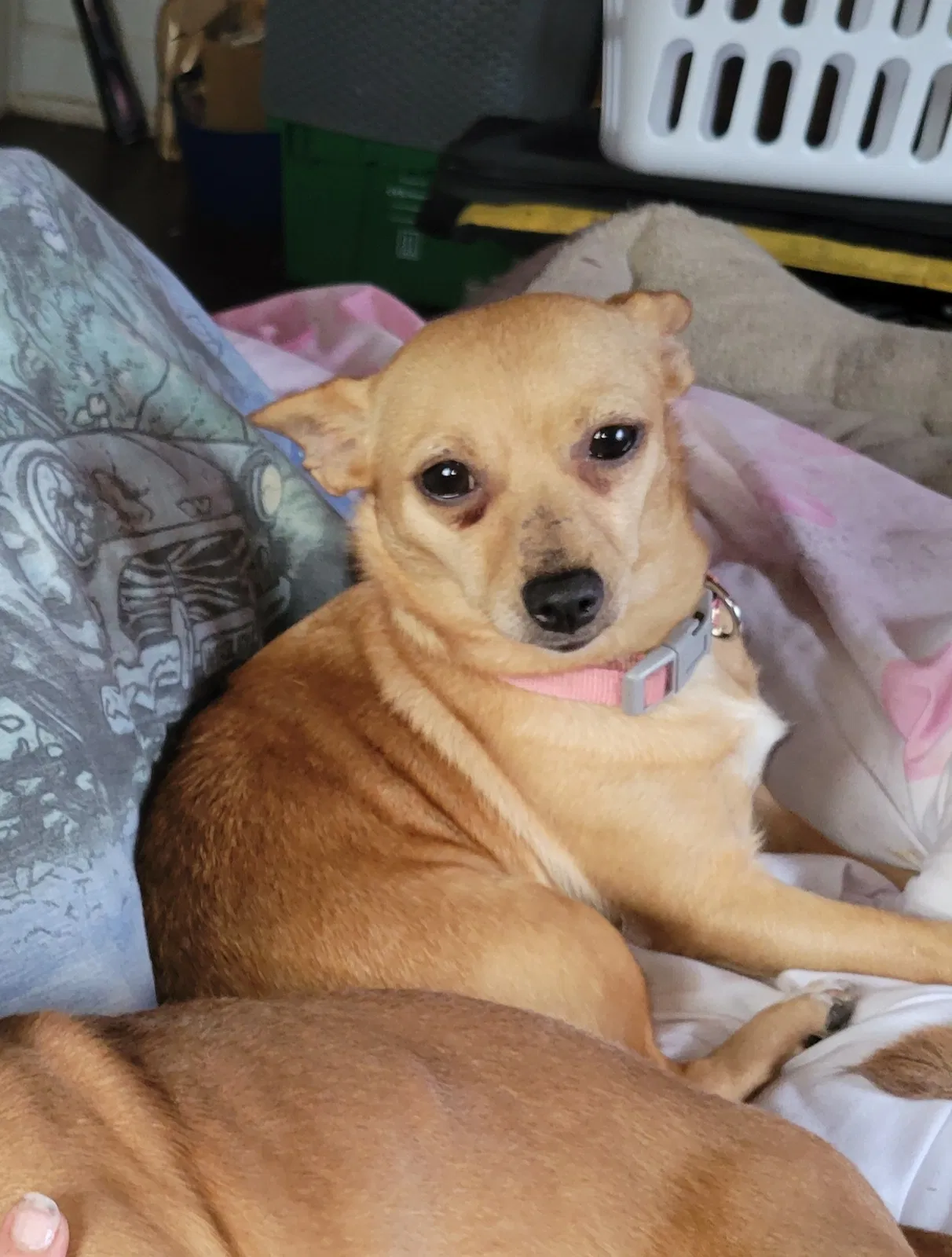 Lost dog in Greenwood, IN, 46143
